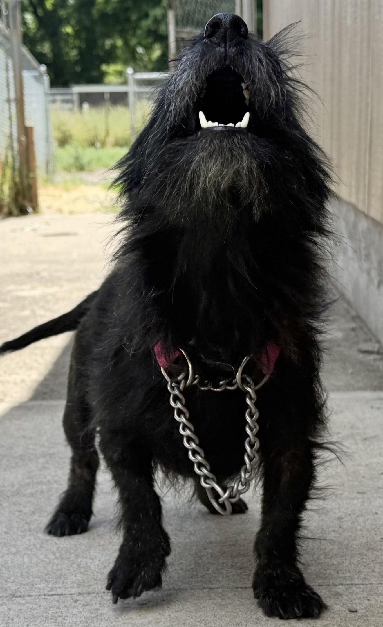Enlarge Maggie, a ADOPTABLE Scottish Terrier in Beaverton, OR image 3/5