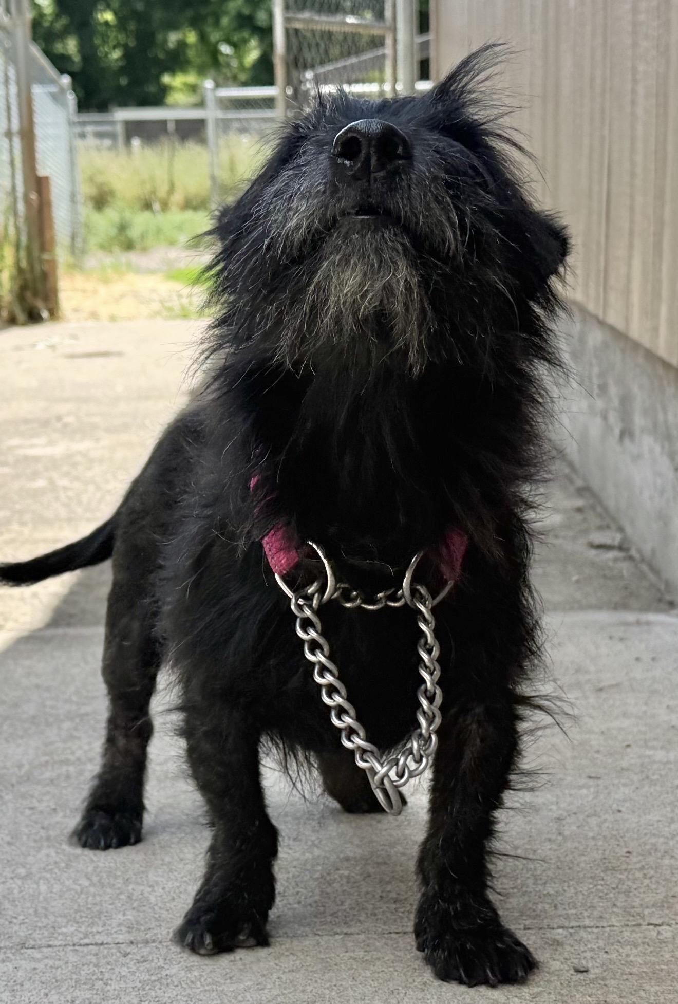 Enlarge Maggie, a ADOPTABLE Scottish Terrier in Beaverton, OR image 5/5