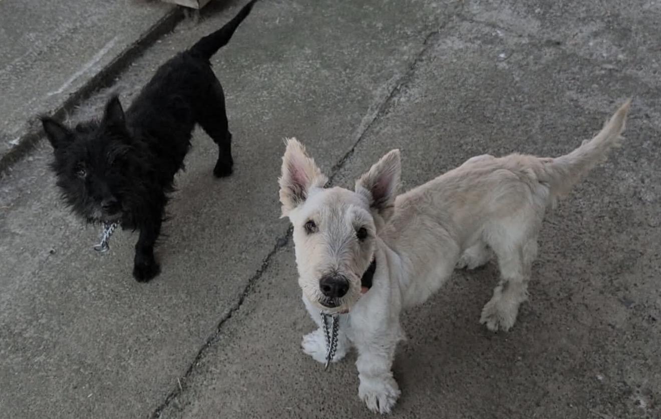 Enlarge Maggie, a ADOPTABLE Scottish Terrier in Beaverton, OR image 4/5