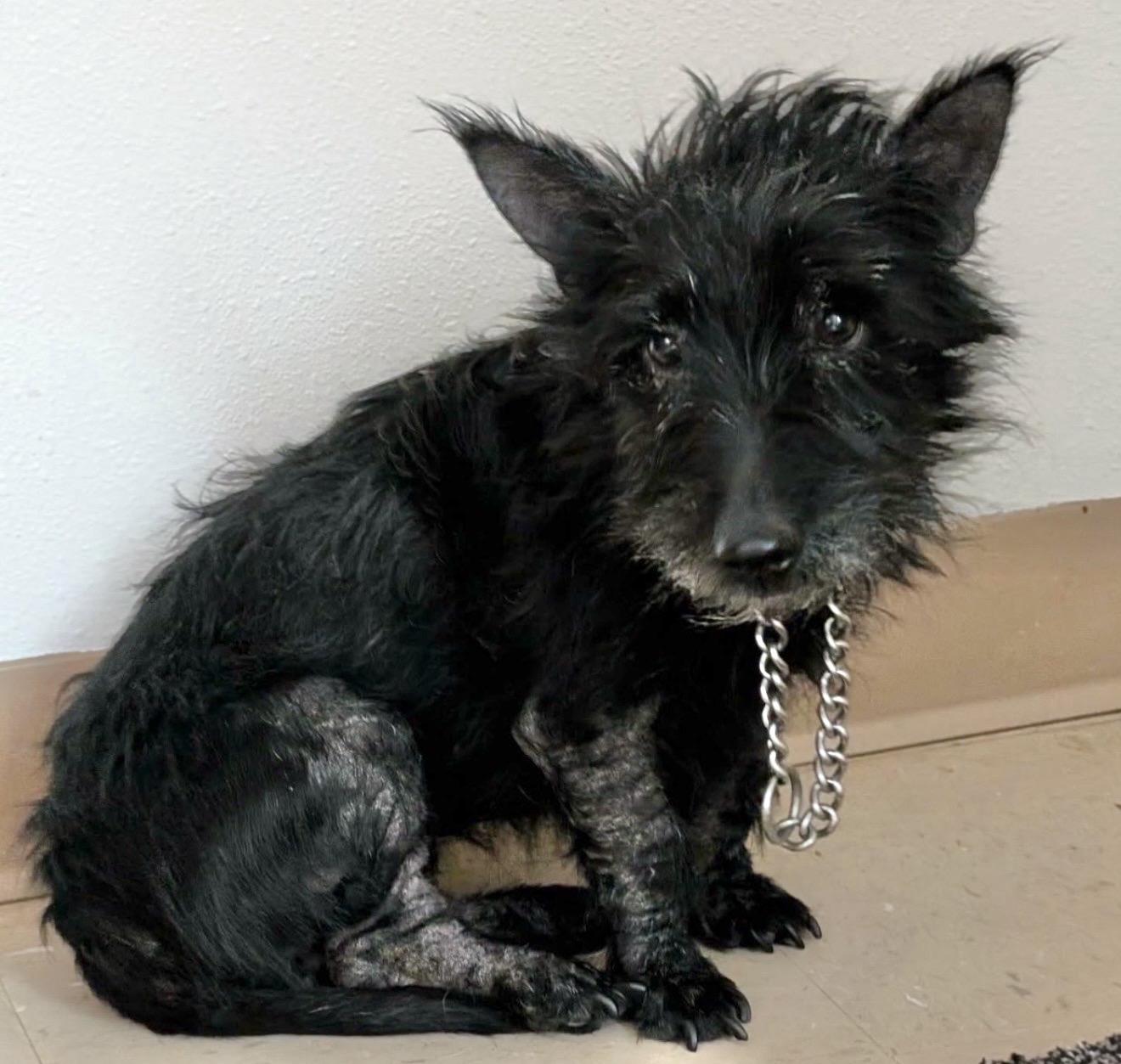 Enlarge Maggie, a ADOPTABLE Scottish Terrier in Beaverton, OR image 1/5