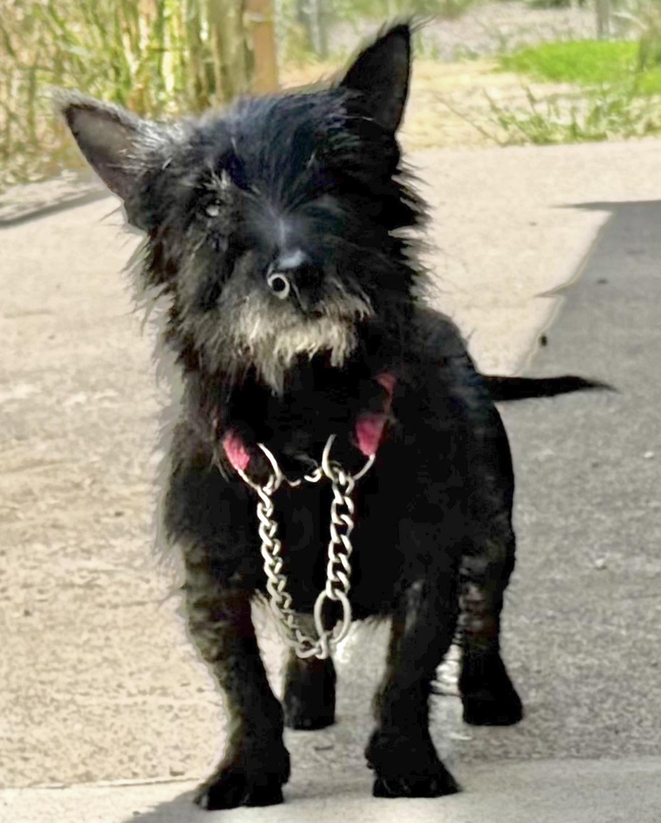 Enlarge Maggie, a ADOPTABLE Scottish Terrier in Beaverton, OR image 2/5