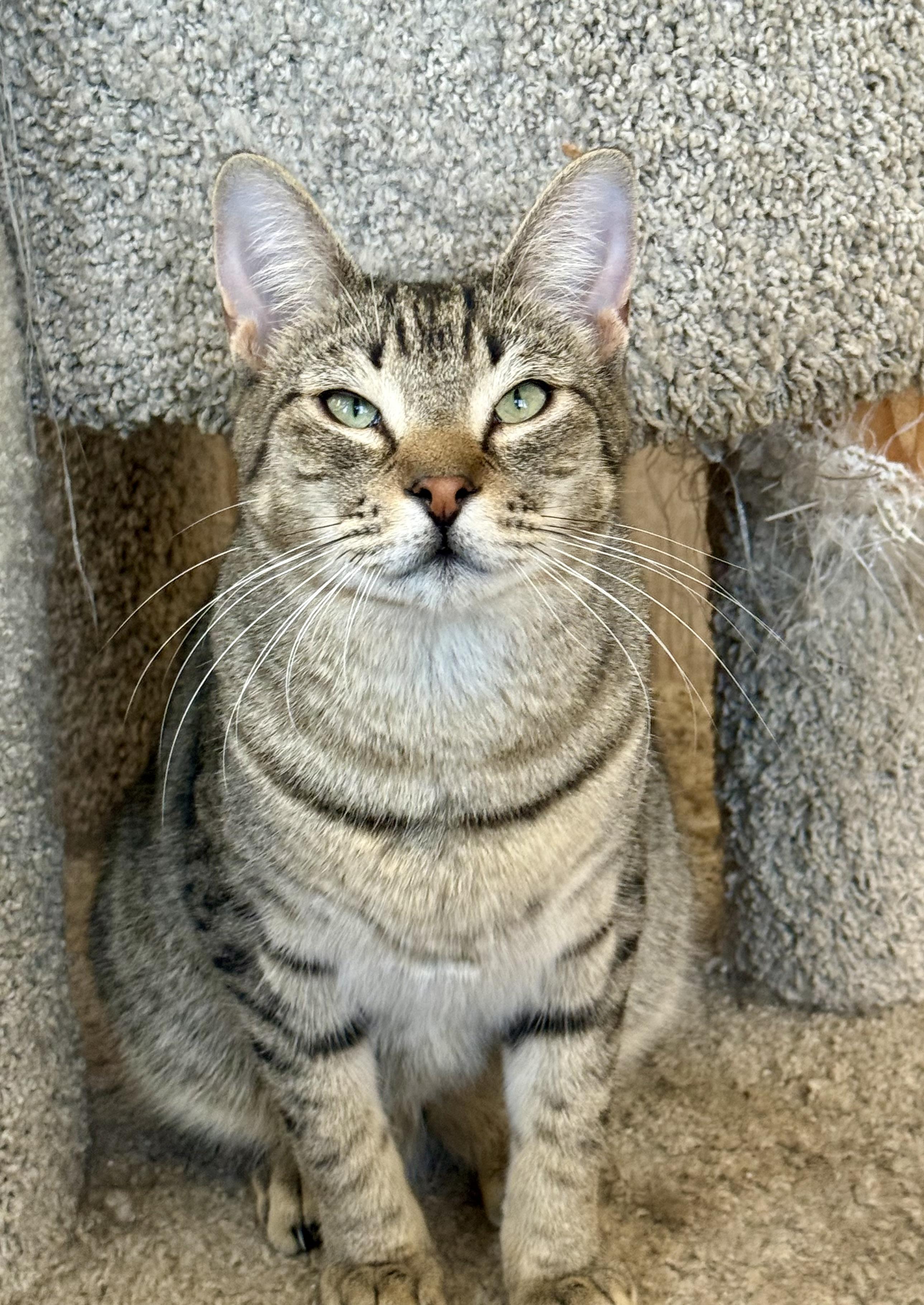 Orion, ADOPTABLE, Young Male Domestic Short Hair.