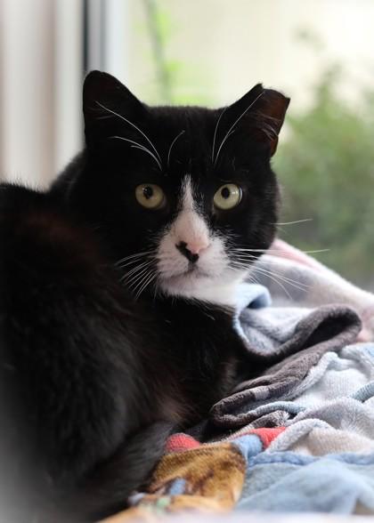 Enlarge Tommy - Available in Foster, a Adoptable Domestic Short Hair in Madison, NJ image 1/3