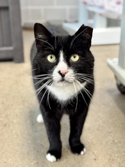 Enlarge Tommy - Available in Foster, a Adoptable Domestic Short Hair in Madison, NJ image 2/3