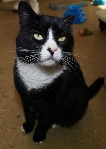 Enlarge Tommy - Available in Foster, a Adoptable Domestic Short Hair in Madison, NJ image 3/3