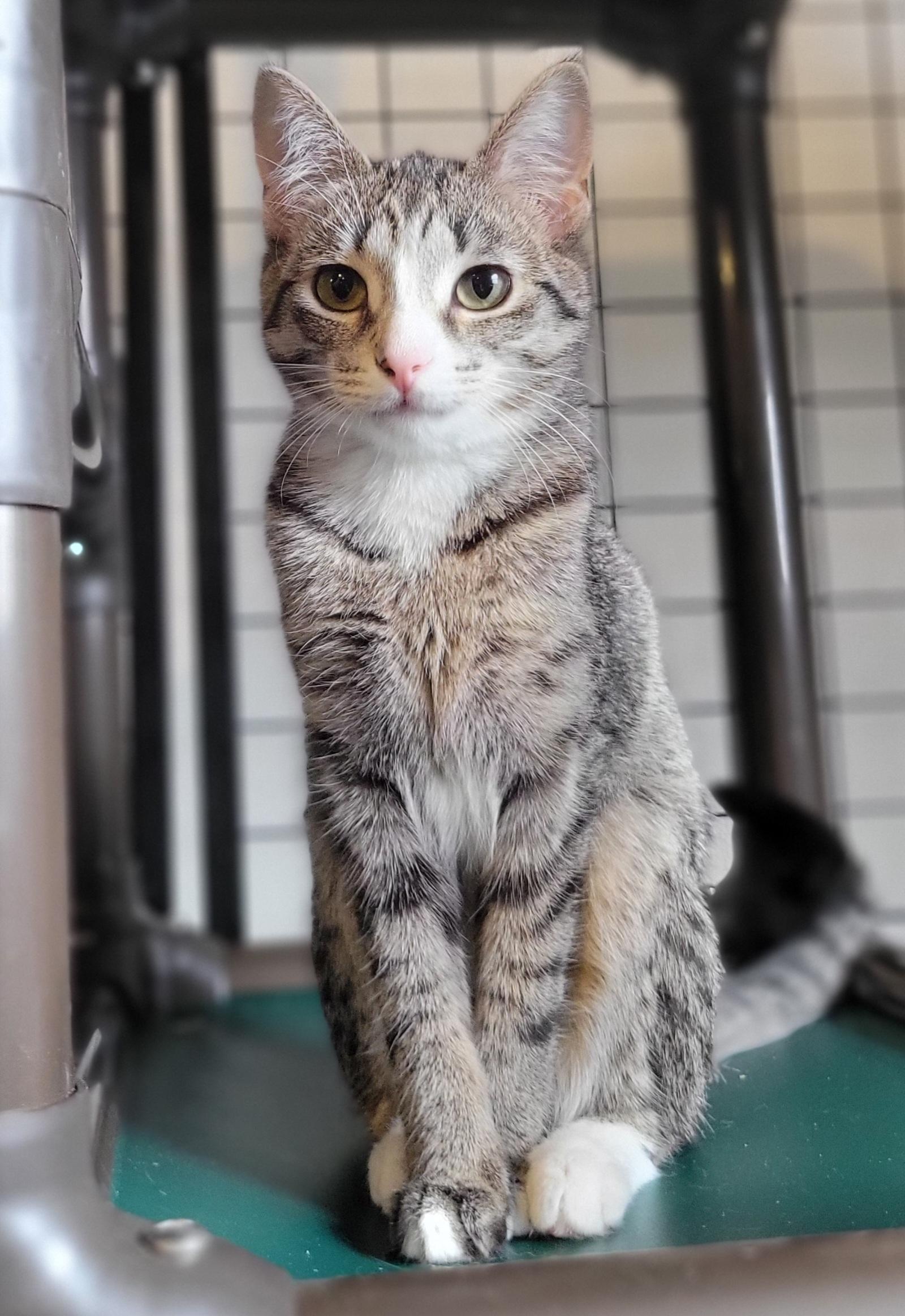 Enlarge Serrano, a Adoptable Domestic Short Hair in Swartz Creek, MI image 3/3