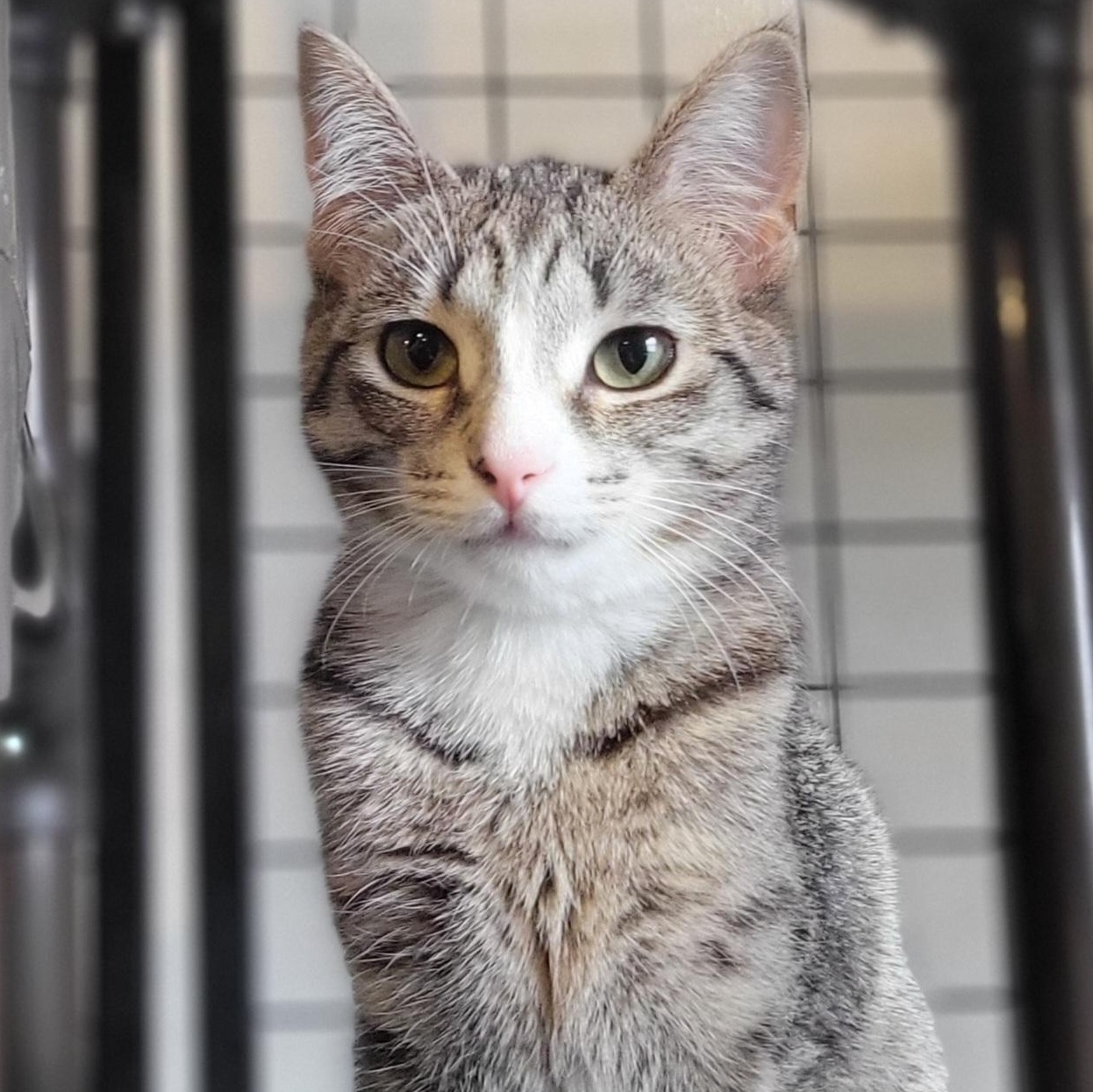 Serrano, Adoptable, Young Female Domestic Short Hair.