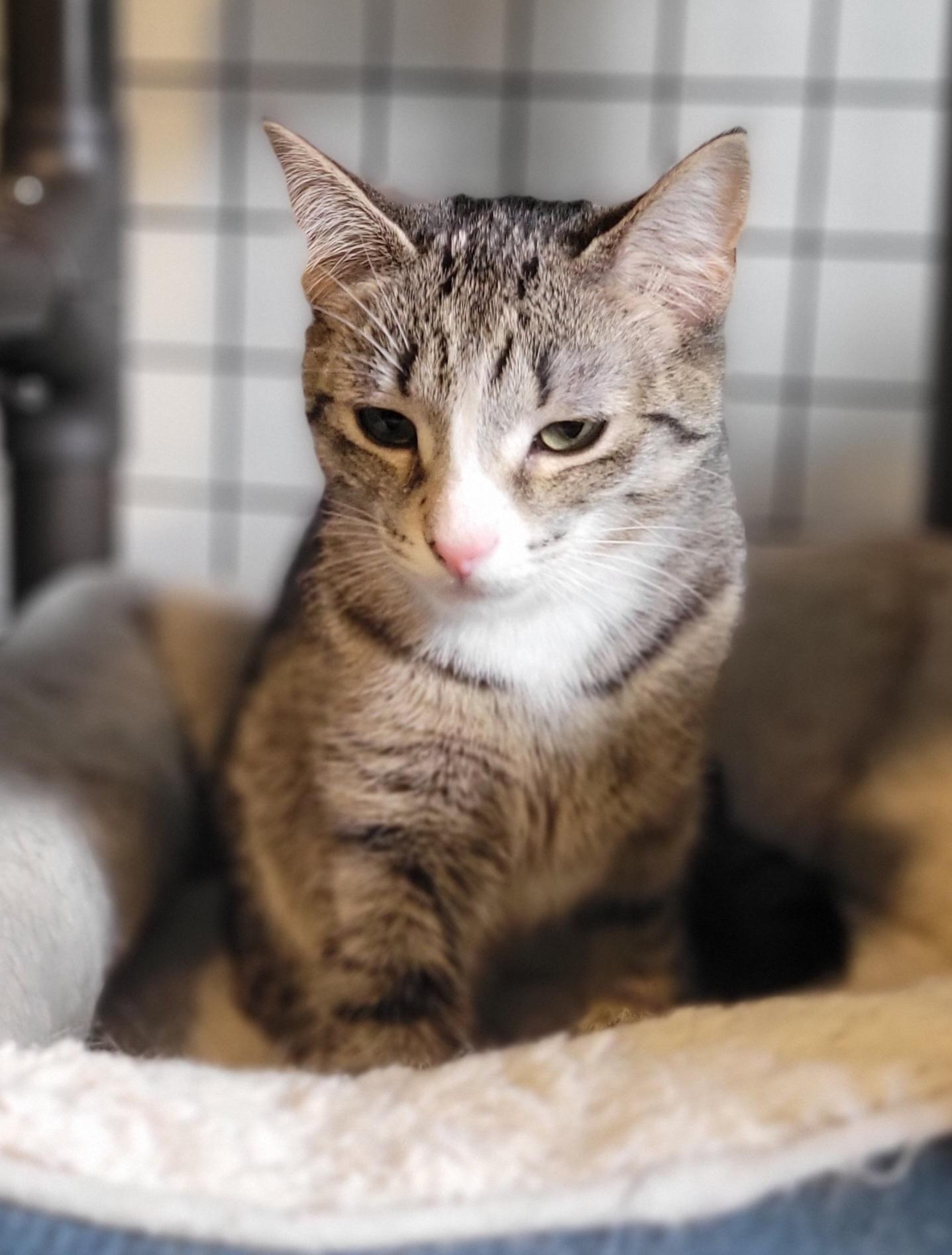 Enlarge Serrano, a Adoptable Domestic Short Hair in Swartz Creek, MI image 2/3