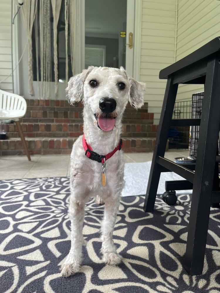 Standard Poodles for Adoption in Lyles, Tennessee | Petfinder