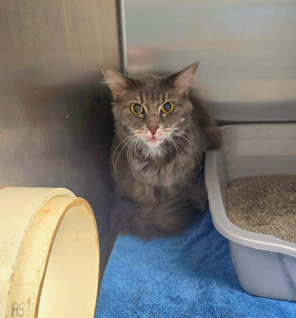 Missy, Adoptable, Adult Female Domestic Long Hair.