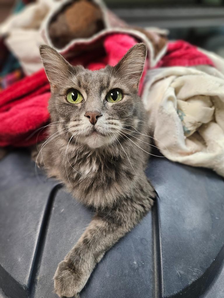 Missy, Adoptable, Adult Female Domestic Long Hair.