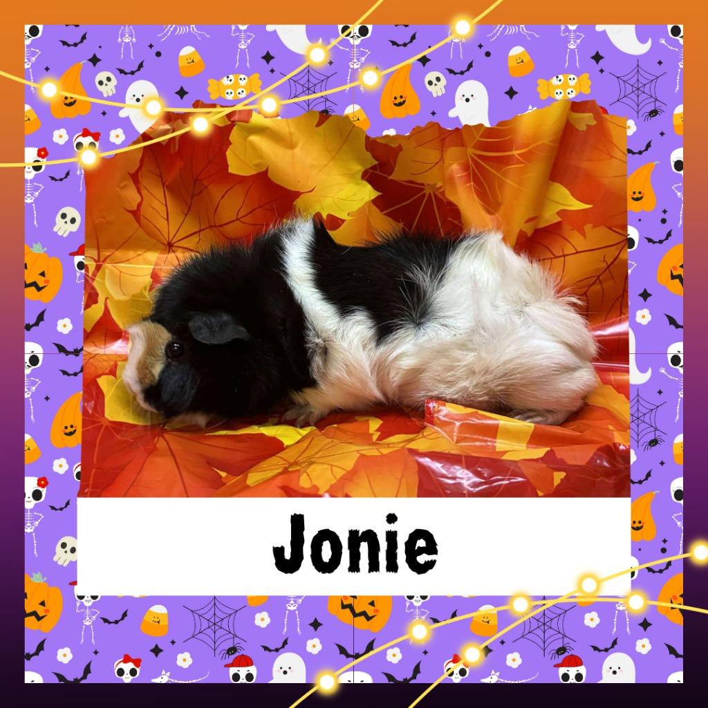 Enlarge Jonie, a Adopted Guinea Pig in Elizabethtown, KY image 1/1