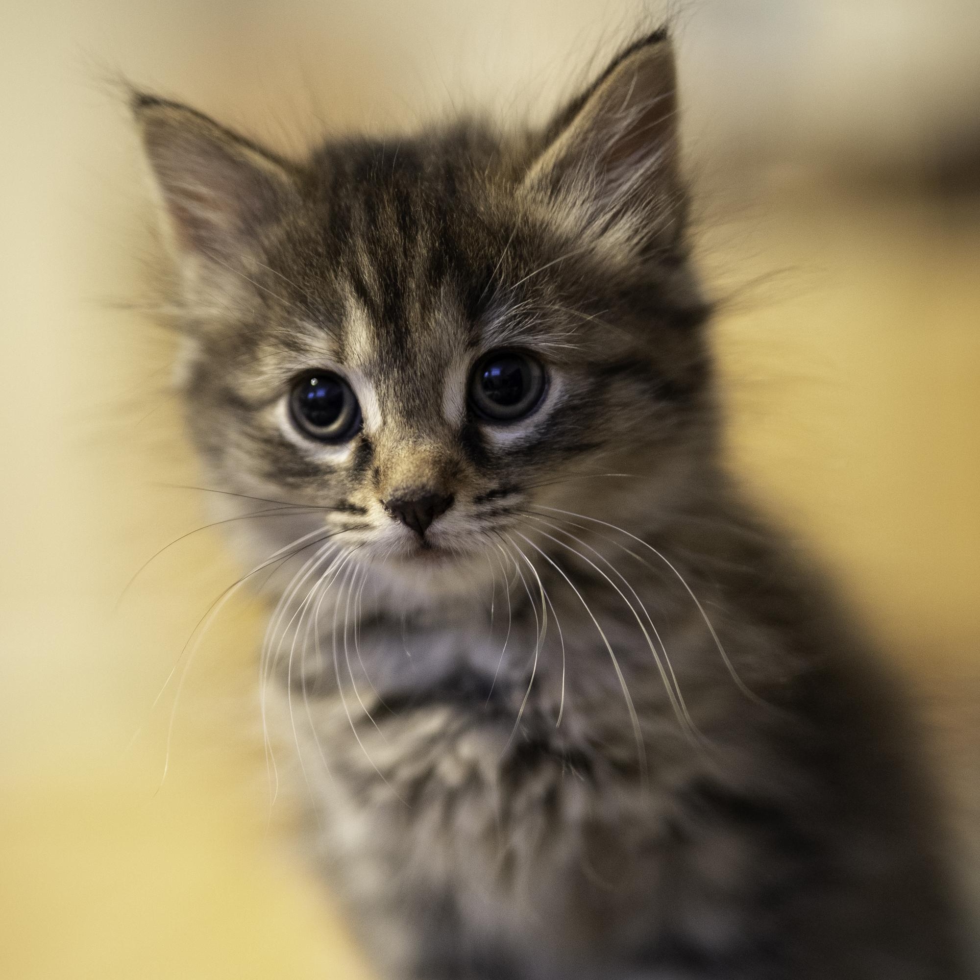 Misty, an adopted mixed breed in Hyattsville, MD image 6/6