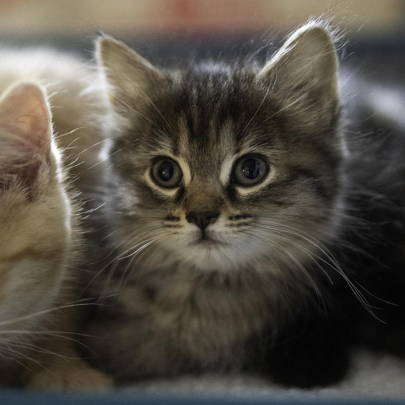 Misty, an adopted mixed breed in Hyattsville, MD image 5/6