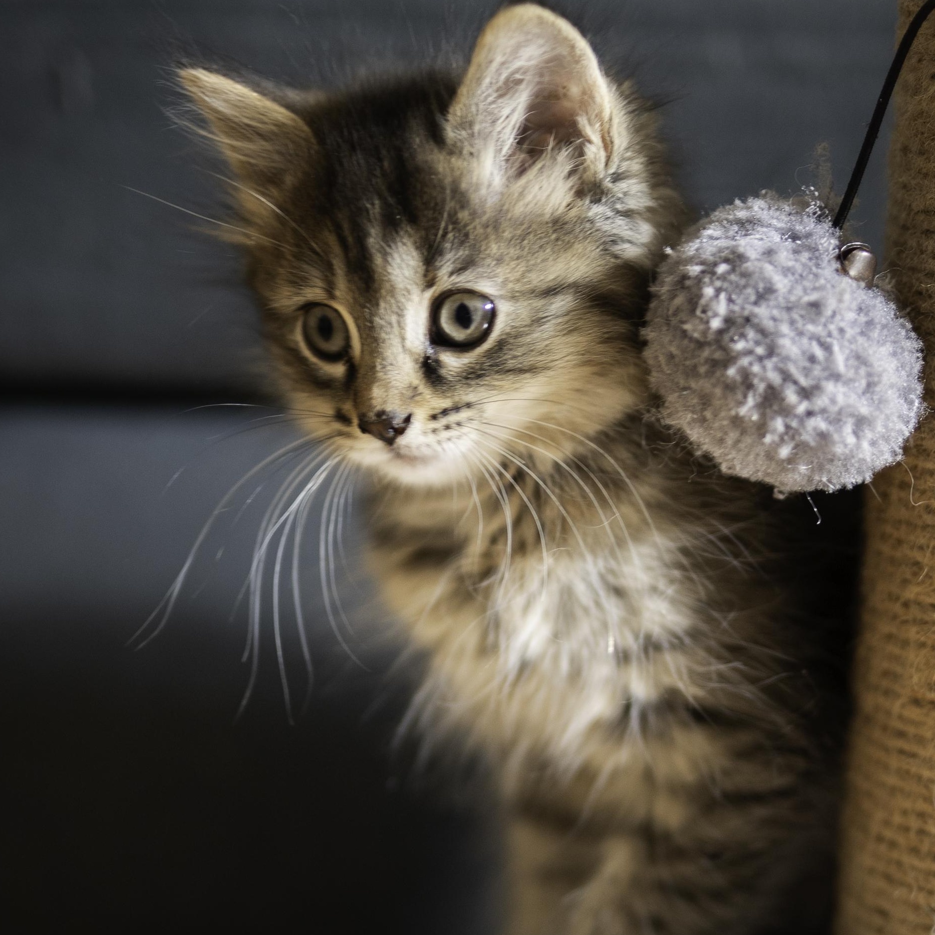 Misty, an adopted mixed breed in Hyattsville, MD image 4/6