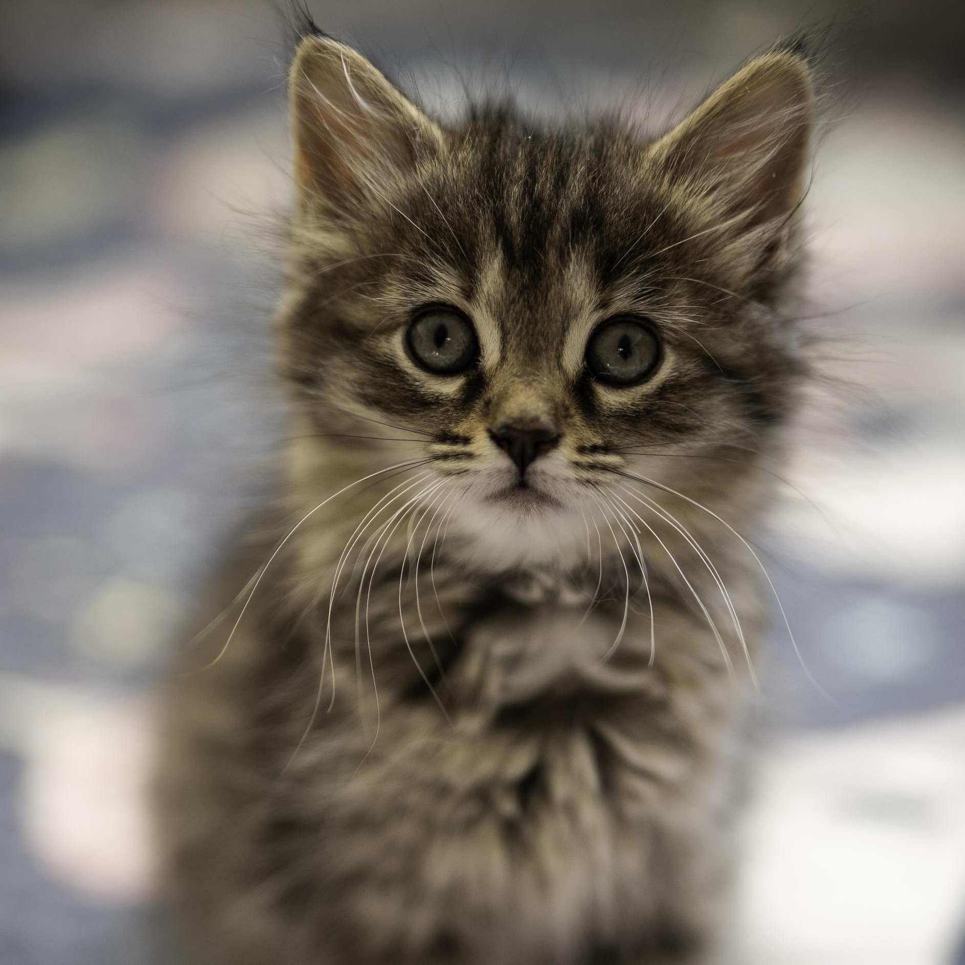 Misty, an adopted mixed breed in Hyattsville, MD image 1/6