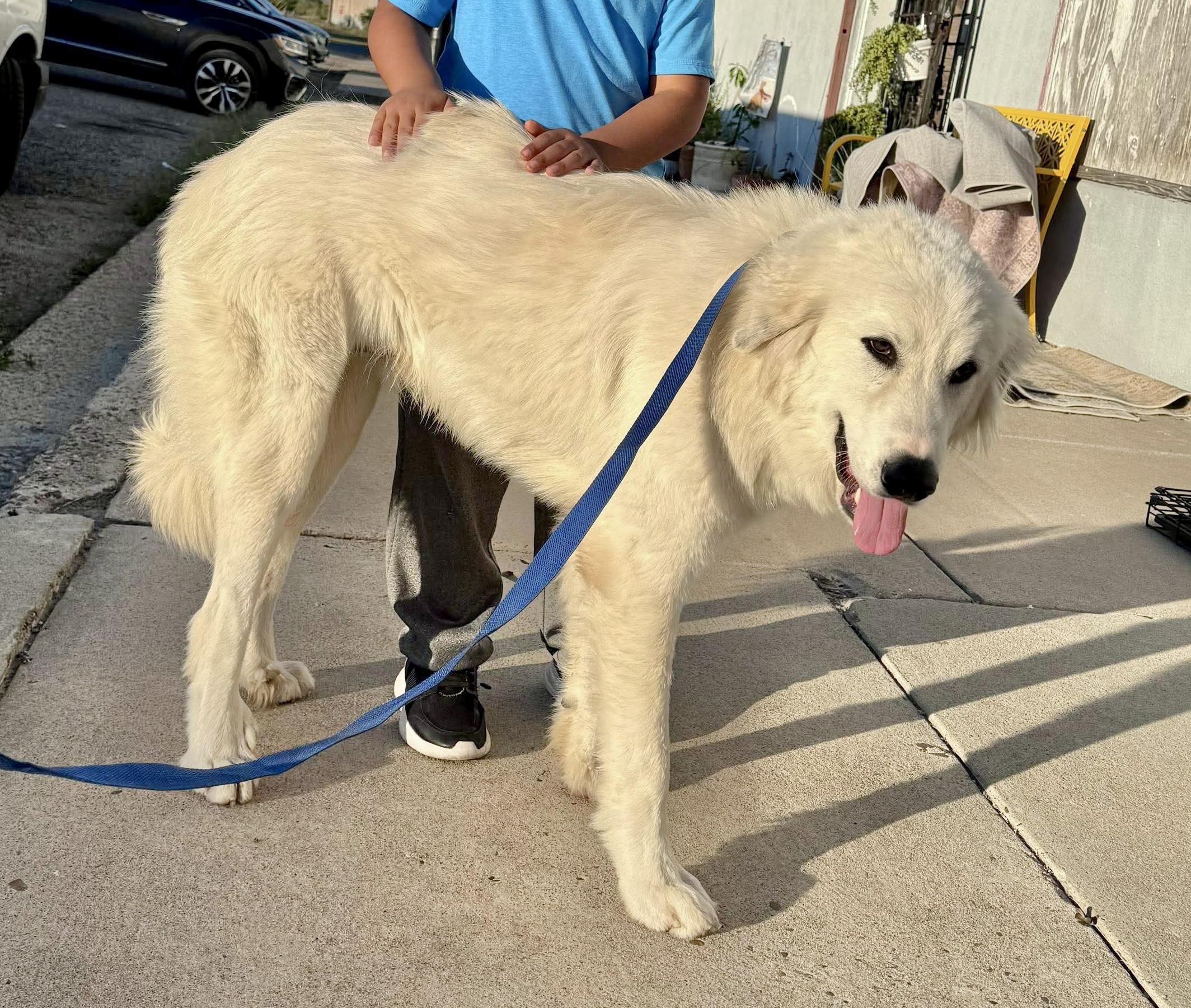 Dak, Adoptable, Young Male Golden Retriever & Great Pyrenees.