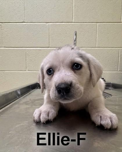 Enlarge Ellie, a Adoptable mixed breed in Guntersville, AL image 1/1