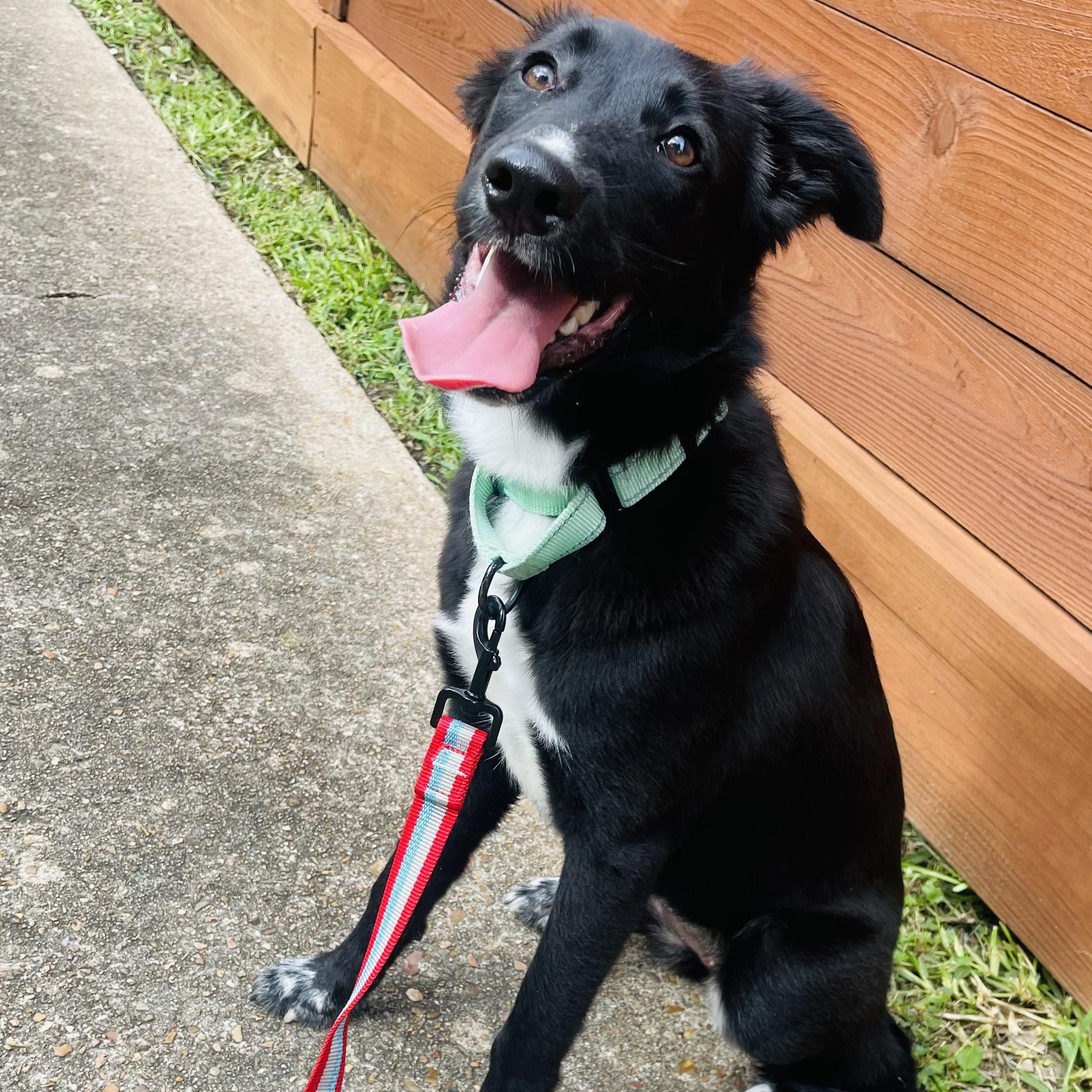 Rosalie, a Adoptable mixed breed in Houston, TX image 3/6