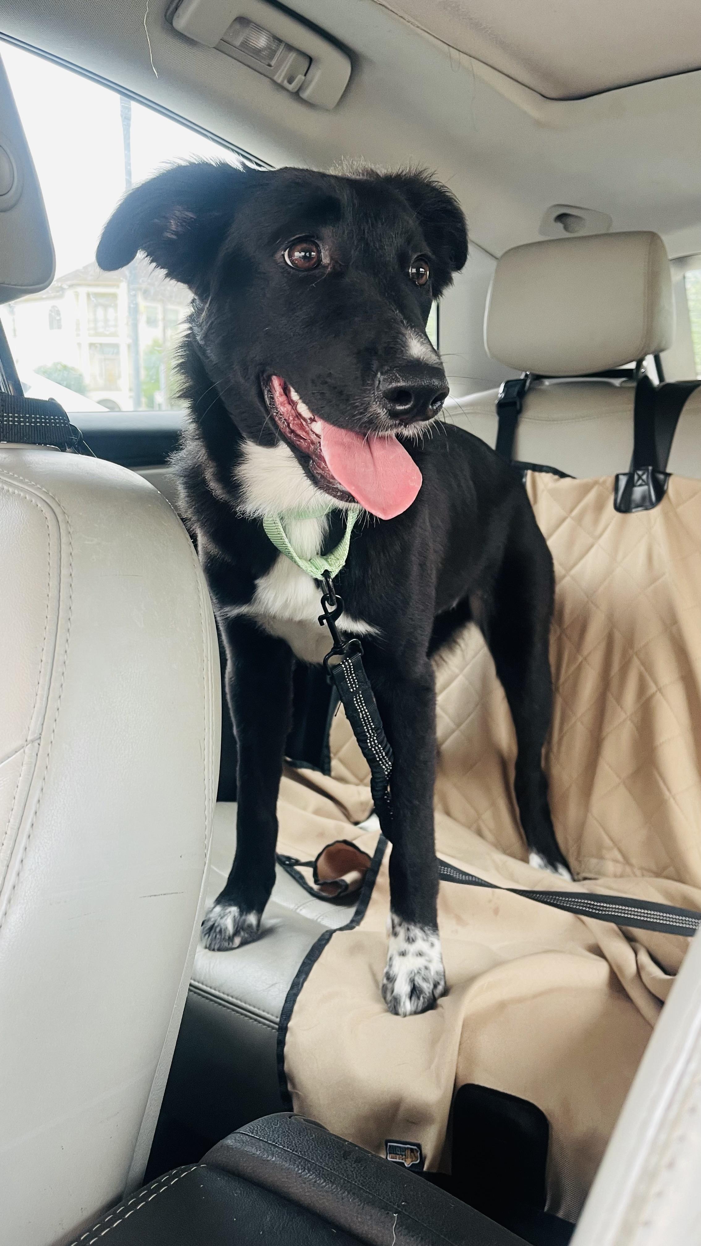 Rosalie, a Adoptable mixed breed in Houston, TX image 4/6