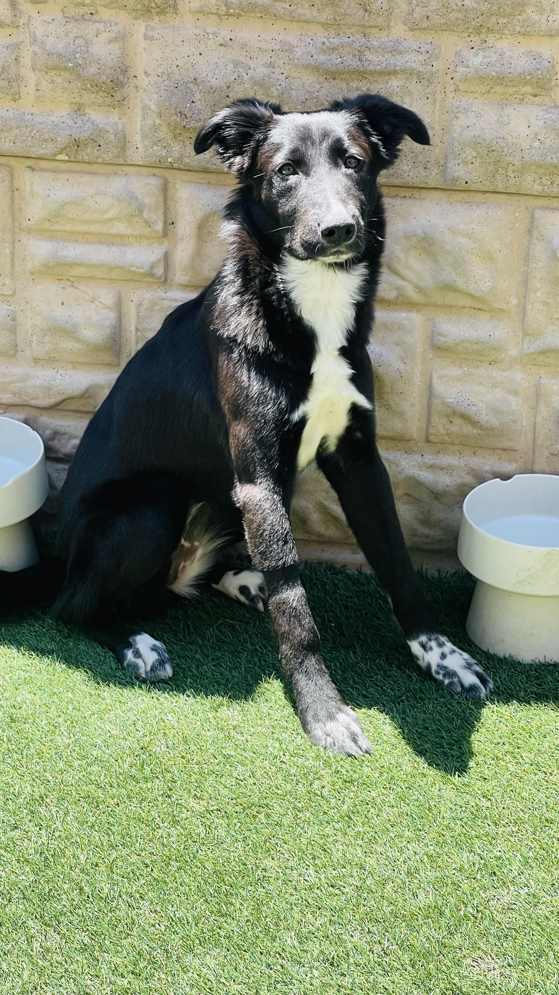 Rosalie, a Adoptable mixed breed in Houston, TX image 5/6