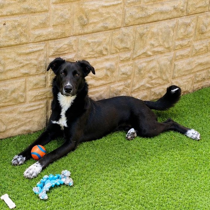 Rosalie, a Adoptable mixed breed in Houston, TX image 2/6