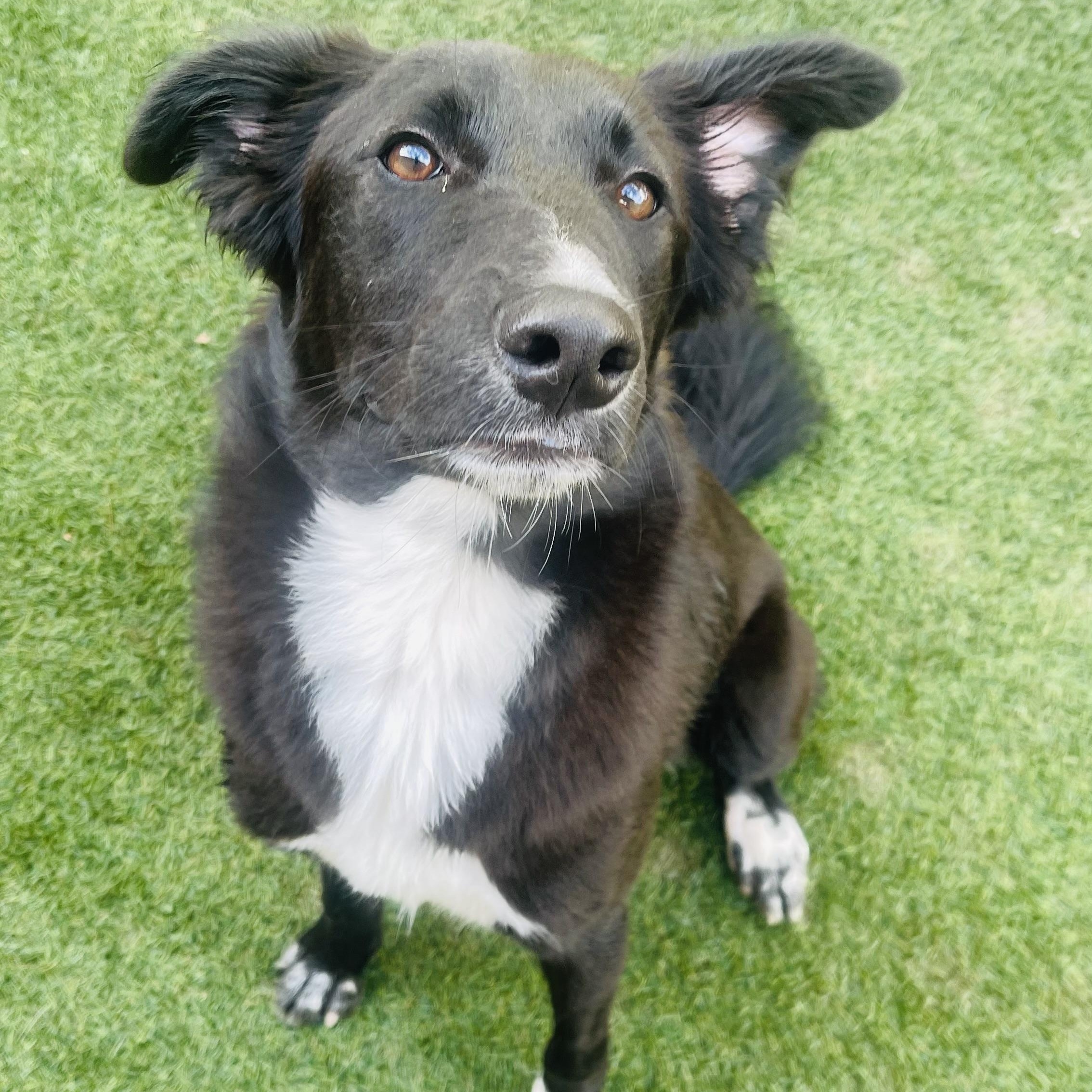 Rosalie, Adoptable, Puppy Female Border Collie & Australian Shepherd.