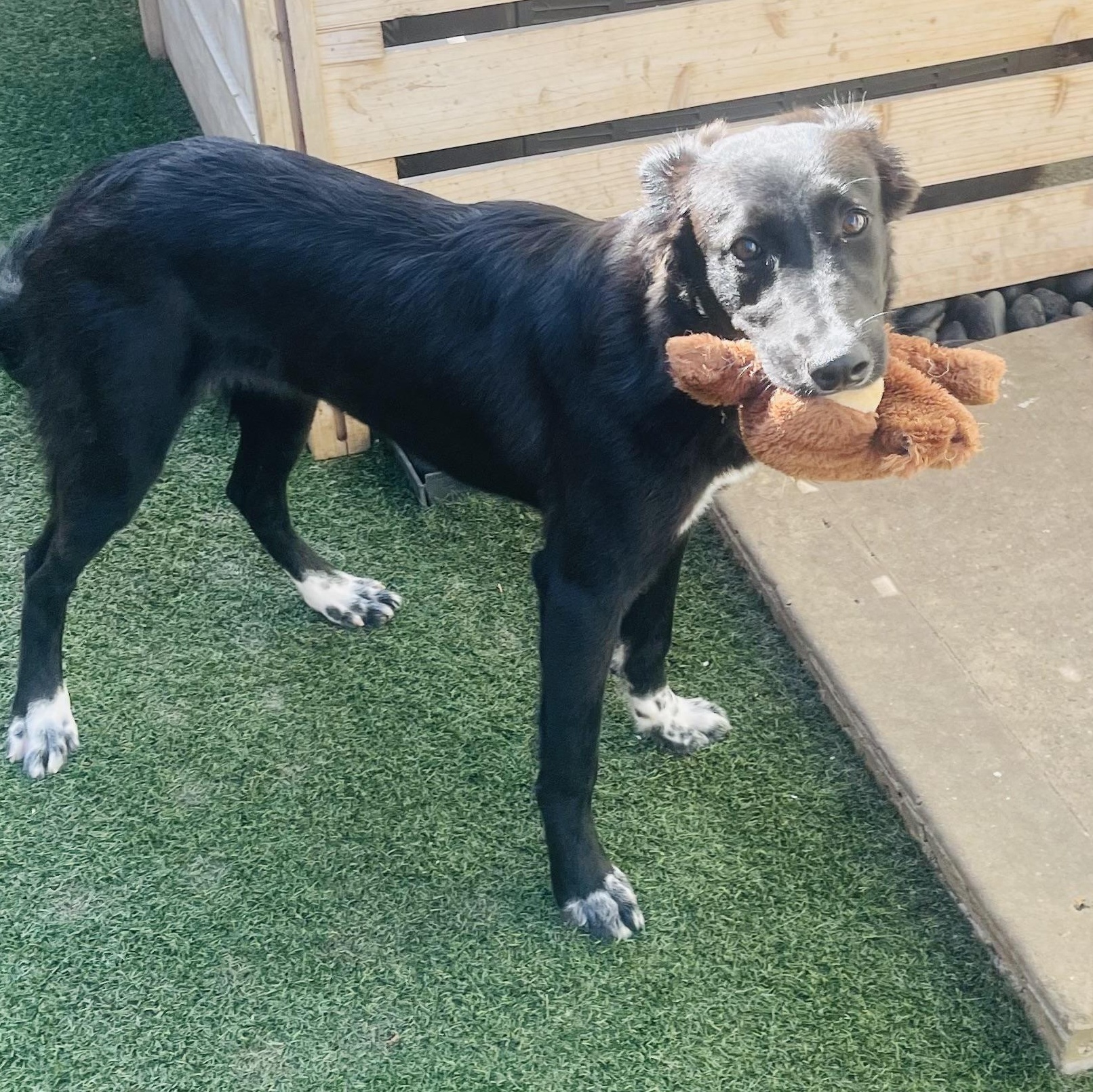 Rosalie, a Adoptable mixed breed in Houston, TX image 6/6