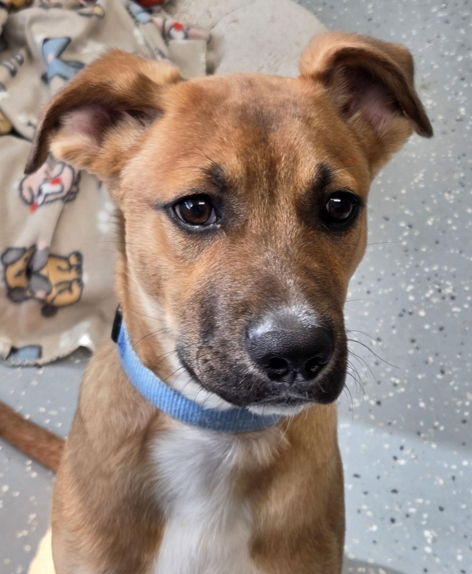 Barney, Adopted, Puppy Male Black Mouth Cur.