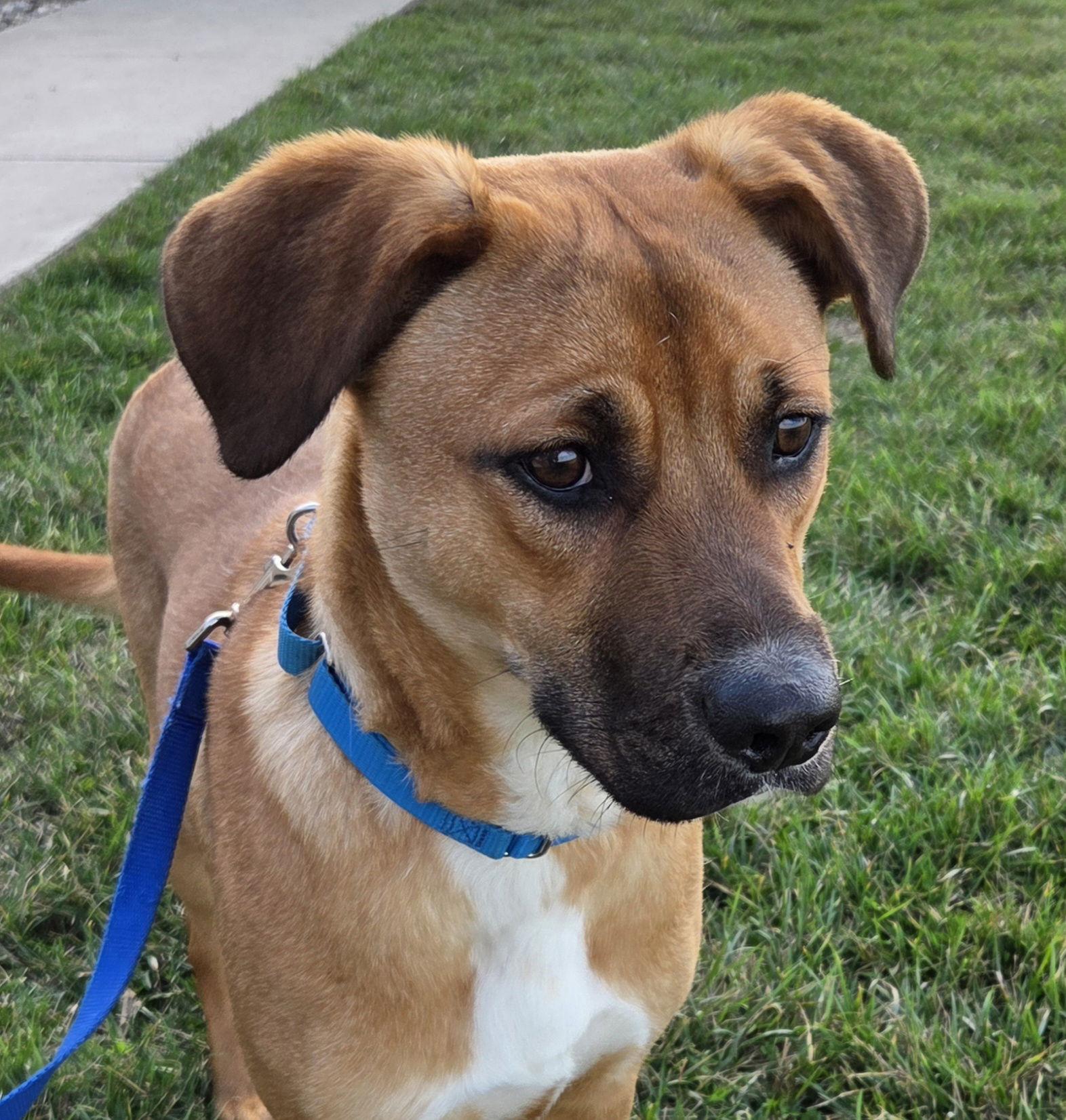 Enlarge Barney, a Adopted Black Mouth Cur in Greenville, IL image 1/1