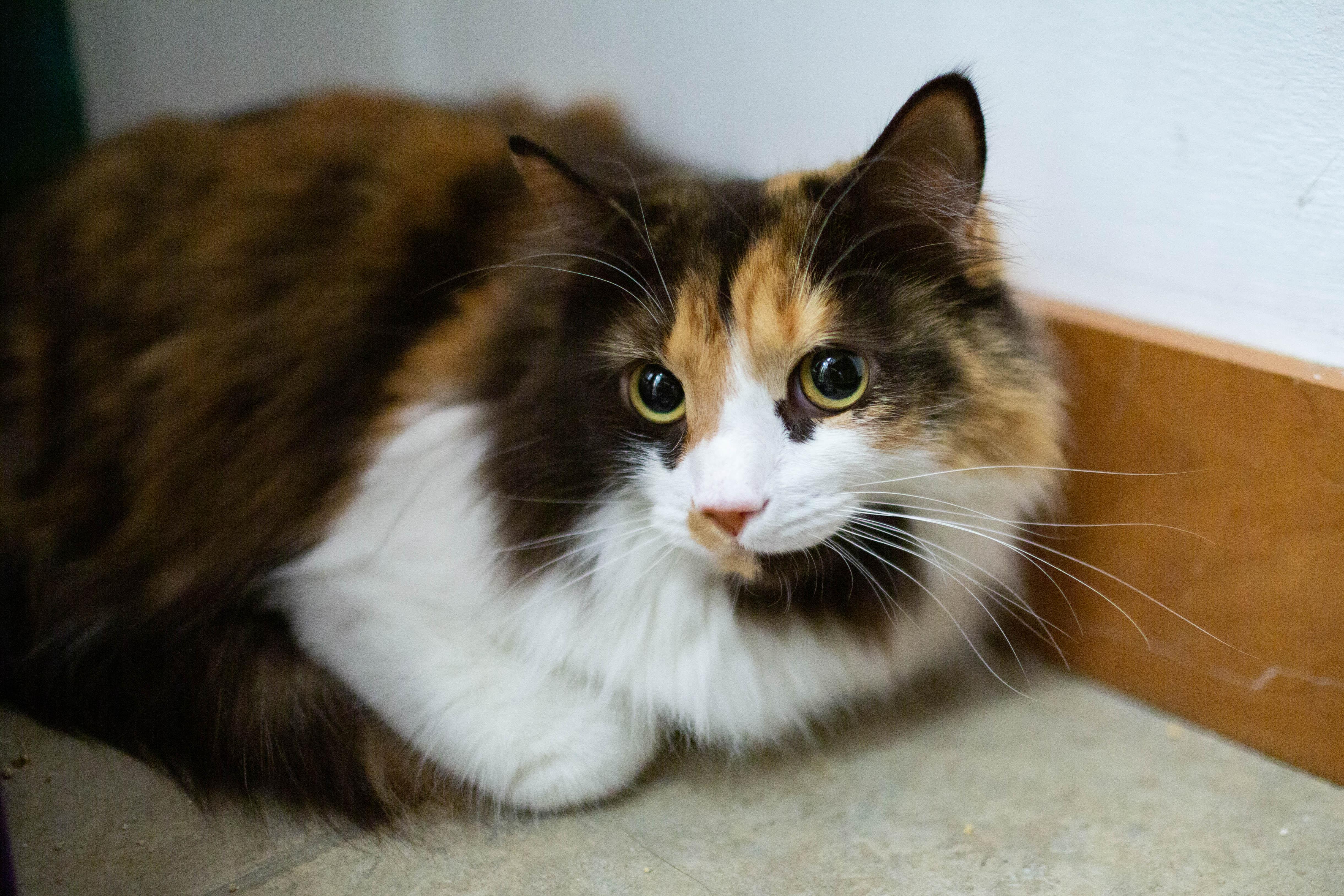 Enlarge Carmen, a ADOPTABLE Domestic Long Hair in Kennebunk , ME image 2/4