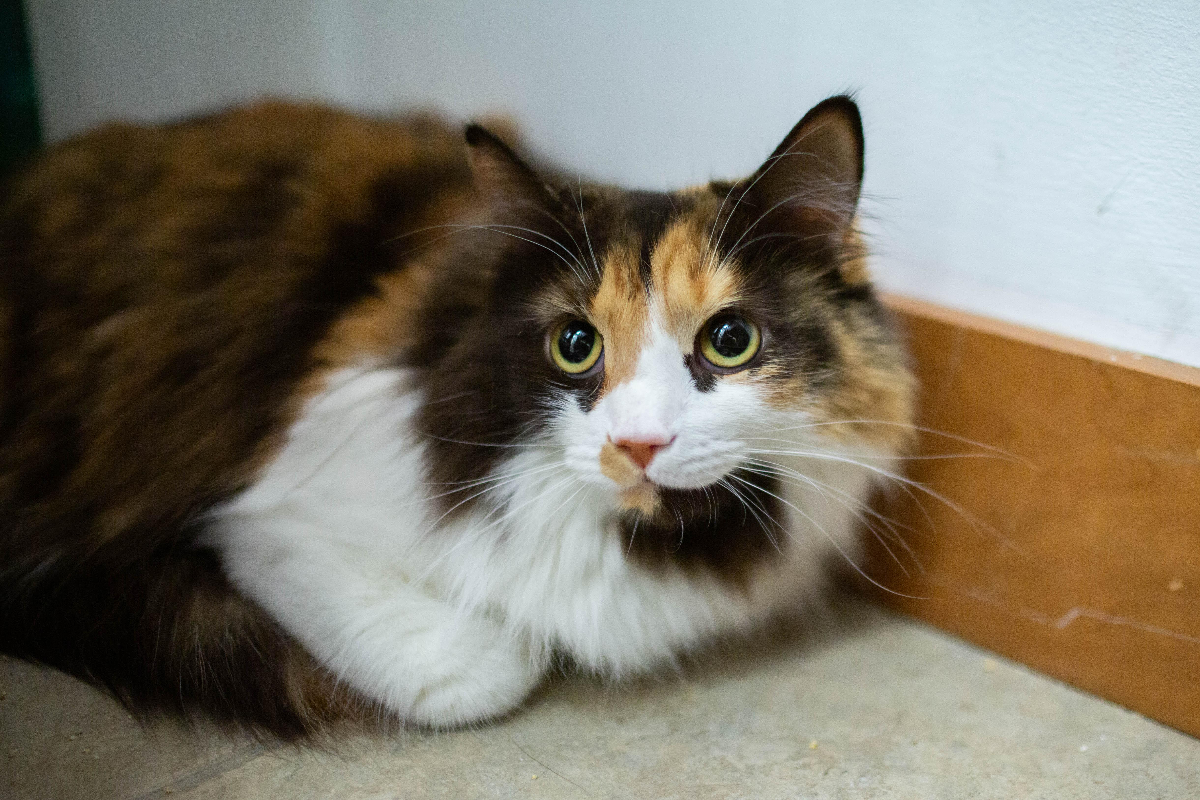 Enlarge Carmen, a ADOPTABLE Domestic Long Hair in Kennebunk , ME image 4/4
