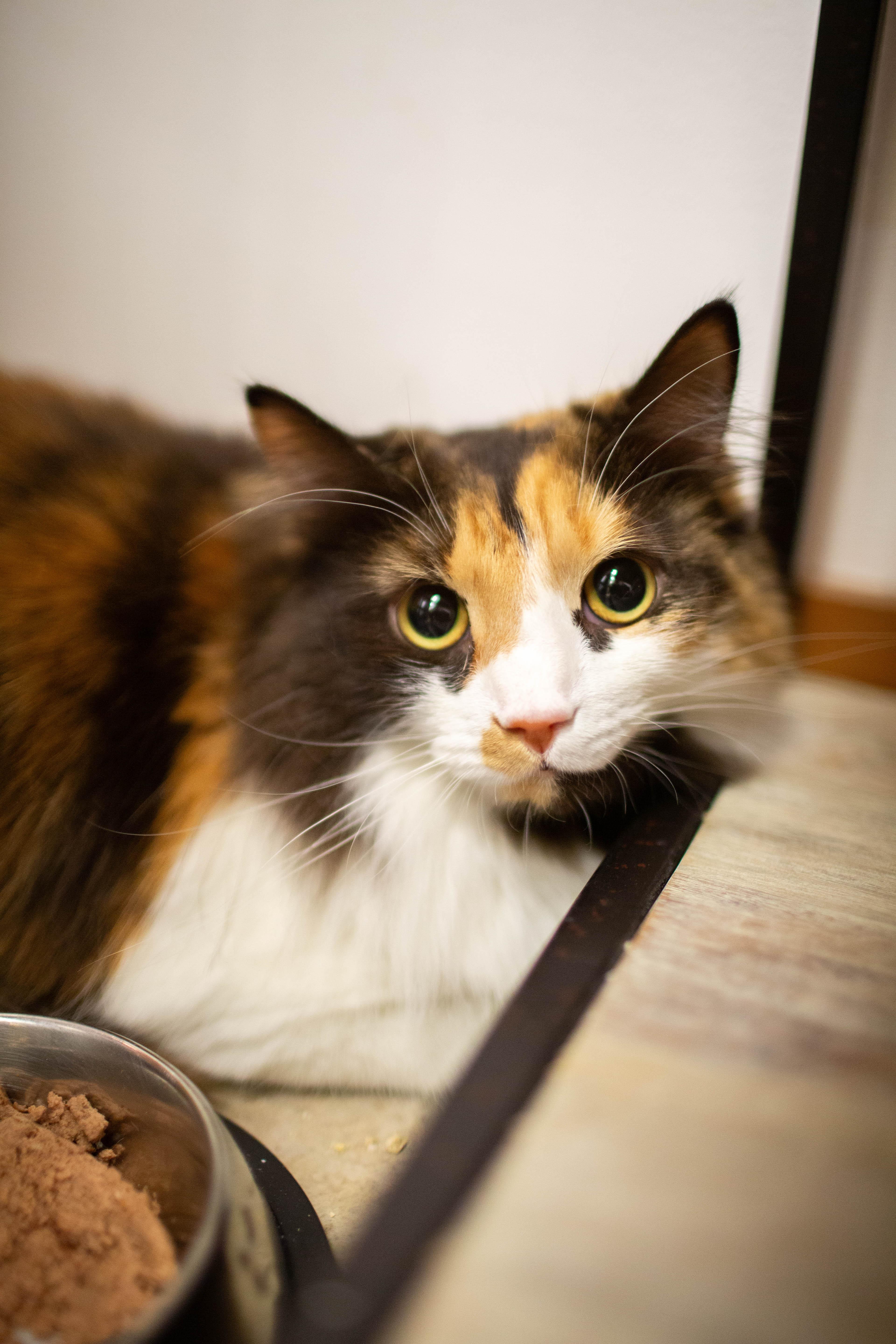 Enlarge Carmen, a ADOPTABLE Domestic Long Hair in Kennebunk , ME image 1/4