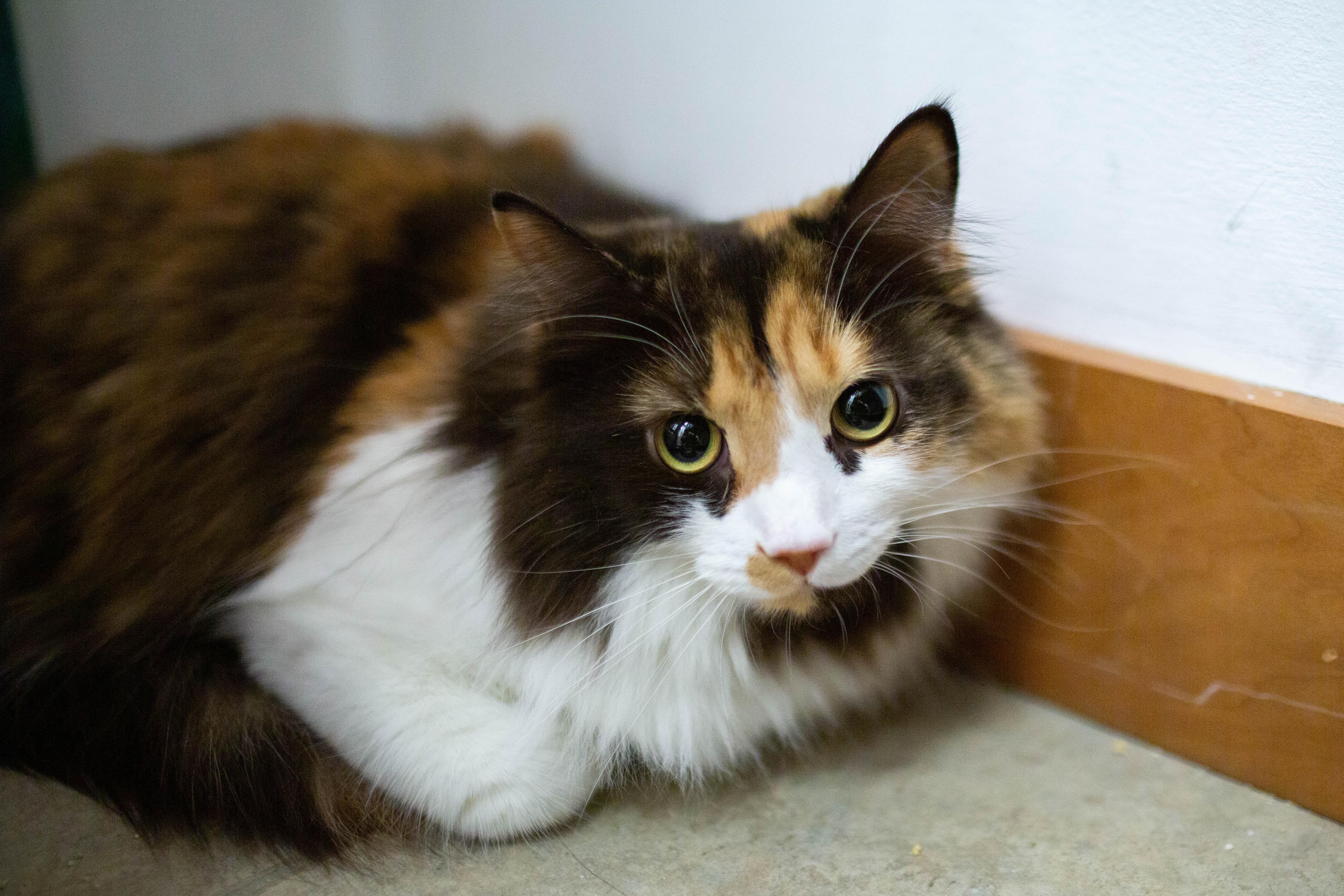 Enlarge Carmen, a ADOPTABLE Domestic Long Hair in Kennebunk , ME image 3/4