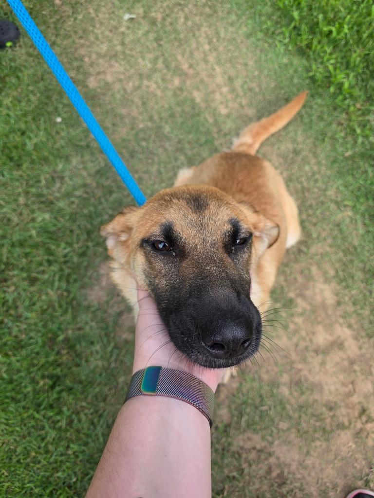 Enlarge Evelyn, a Adoptable Shepherd in Camden, TN image 1/1