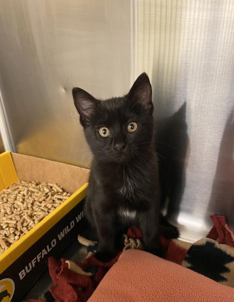 Agness Laika, Adoptable, Adult Female Domestic Short Hair.