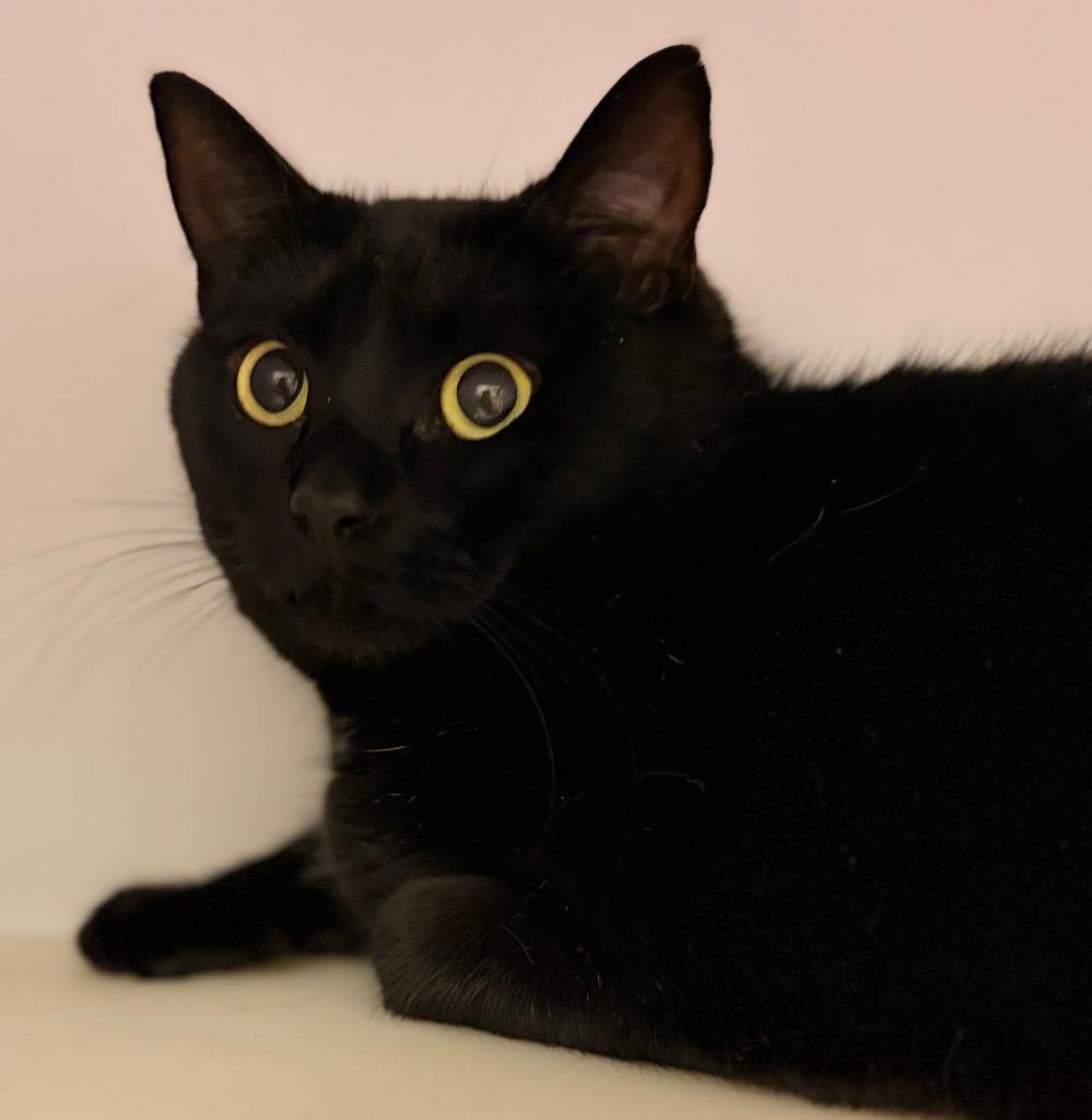 Agness Laika, a Adoptable mixed breed in Neosho, MO image 2/2