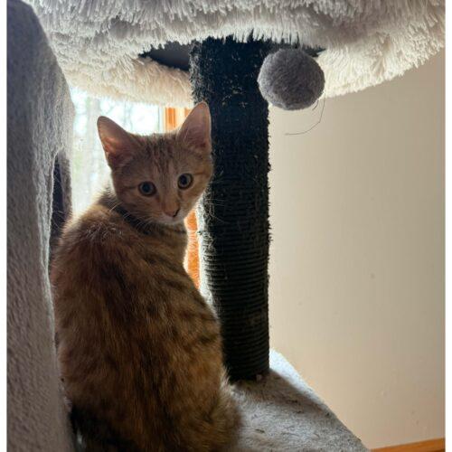 Marigold, Adoptable, Young Female Dilute Tortoiseshell.