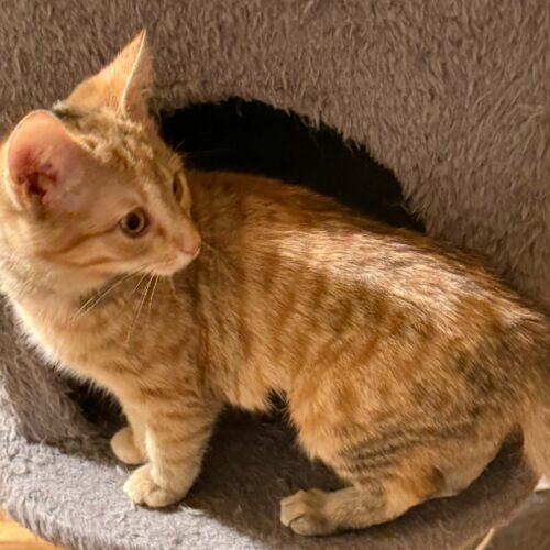 Enlarge Marigold, a Adoptable Dilute Tortoiseshell in Kenosha, WI image 2/3