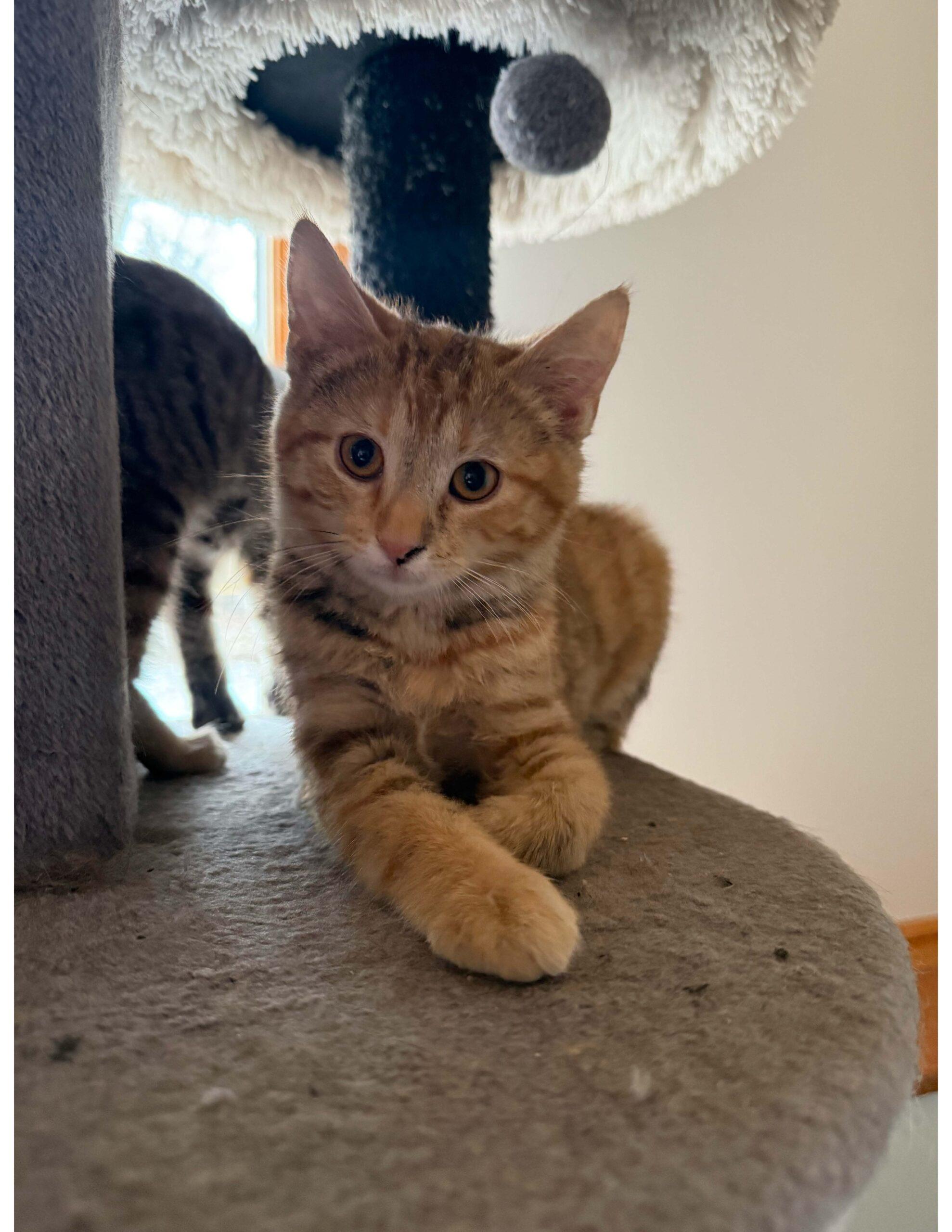 Enlarge Marigold, a Adoptable Dilute Tortoiseshell in Kenosha, WI image 3/3