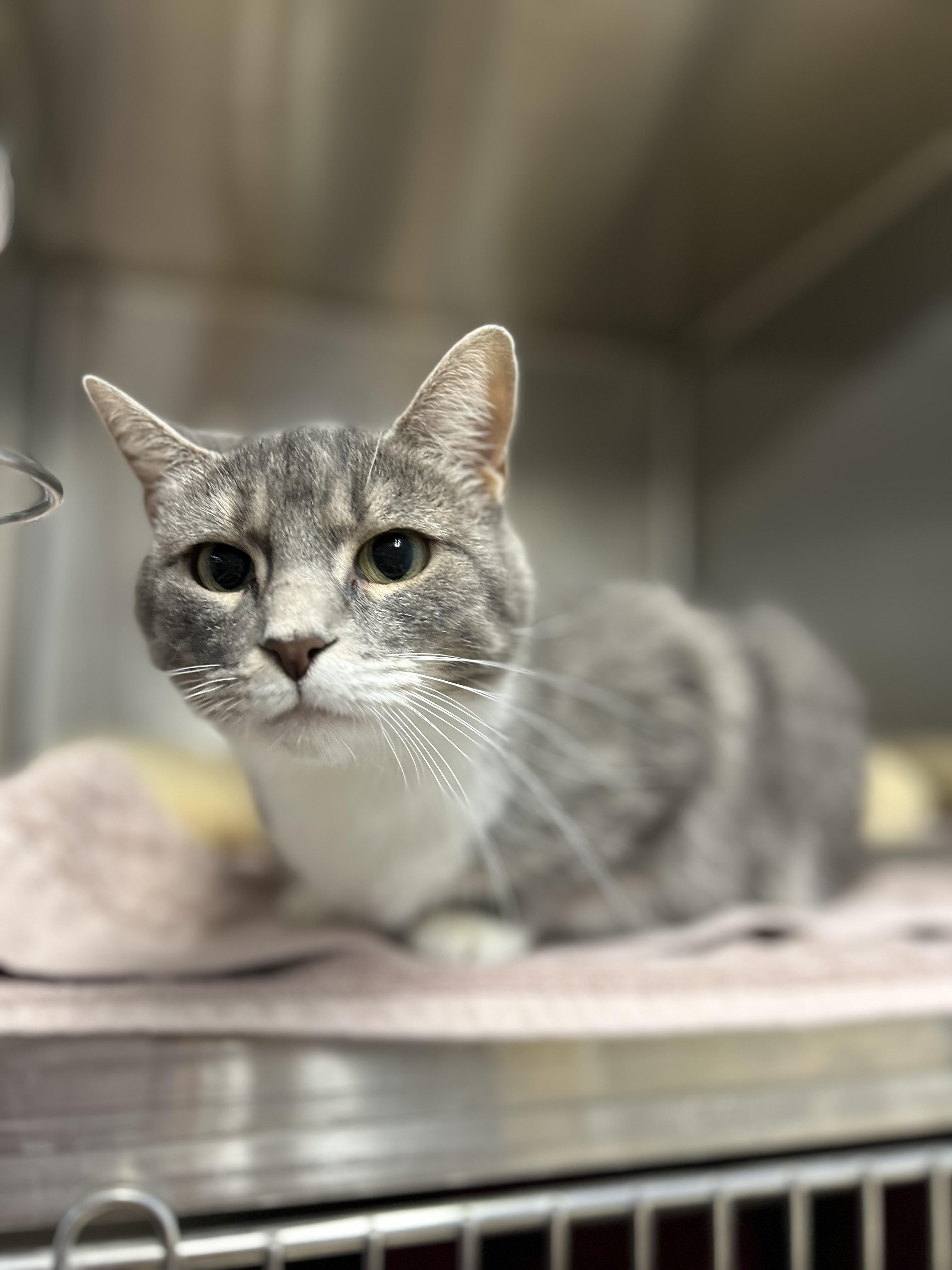 Socks , a ADOPTABLE Domestic Short Hair in Howes Cave, NY image 1/6