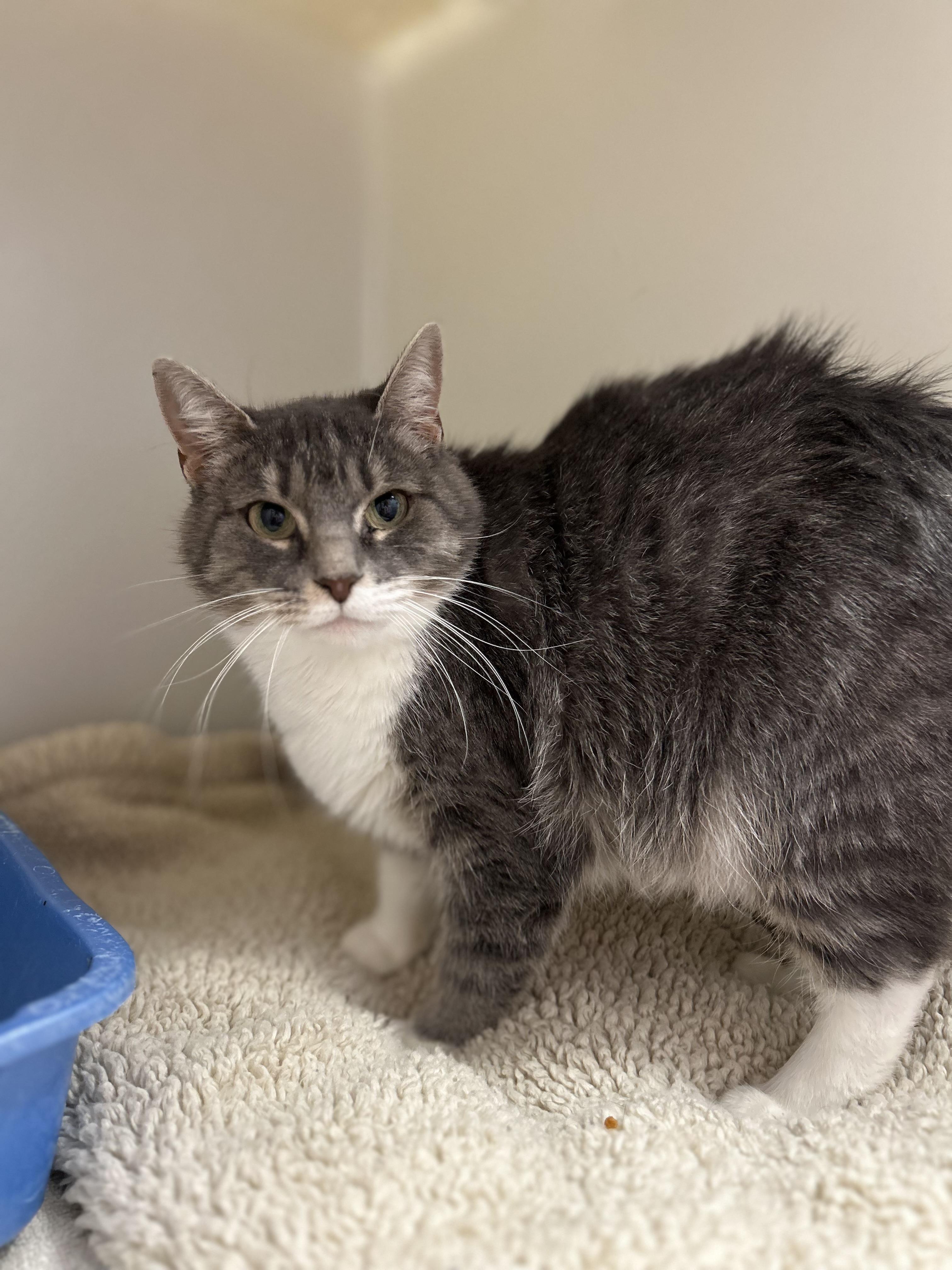 Socks , a ADOPTABLE Domestic Short Hair in Howes Cave, NY image 2/6