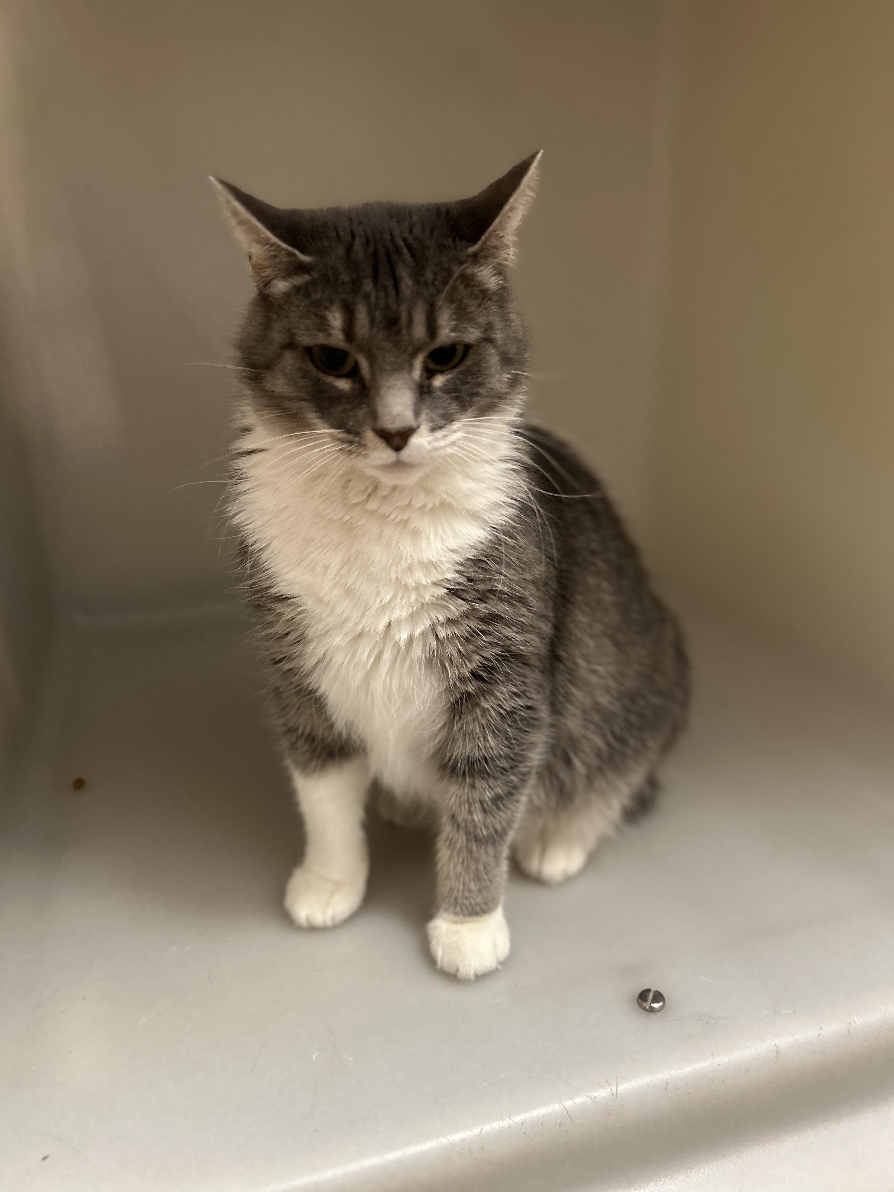 Socks , a ADOPTABLE Domestic Short Hair in Howes Cave, NY image 5/6