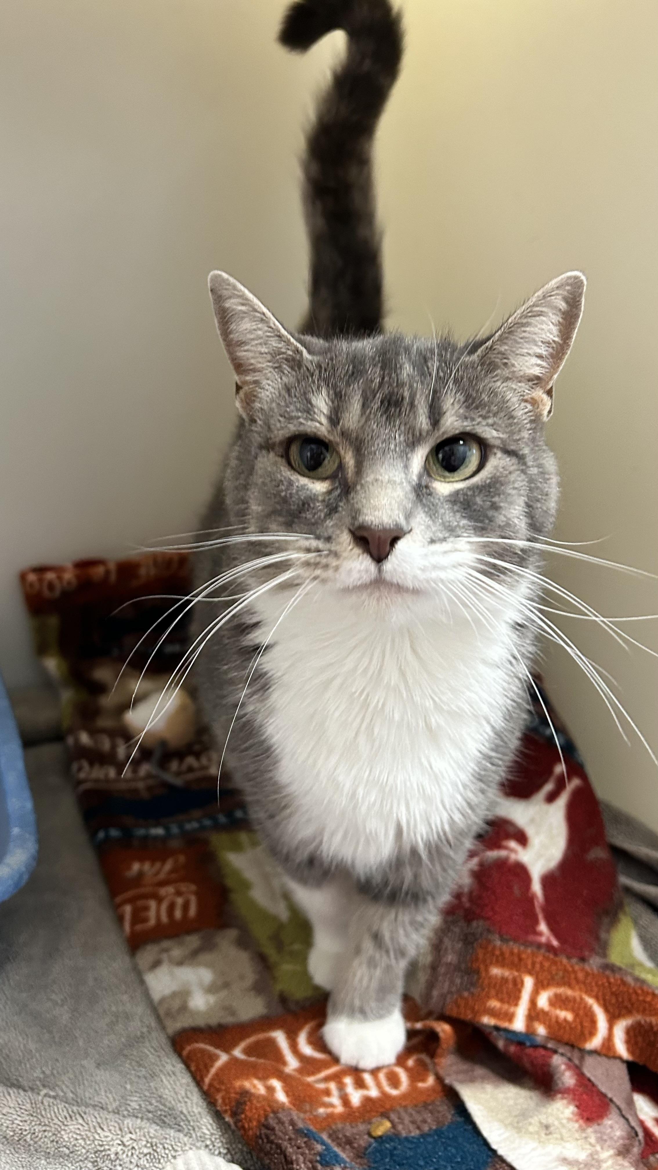 Socks , a ADOPTABLE Domestic Short Hair in Howes Cave, NY image 3/6