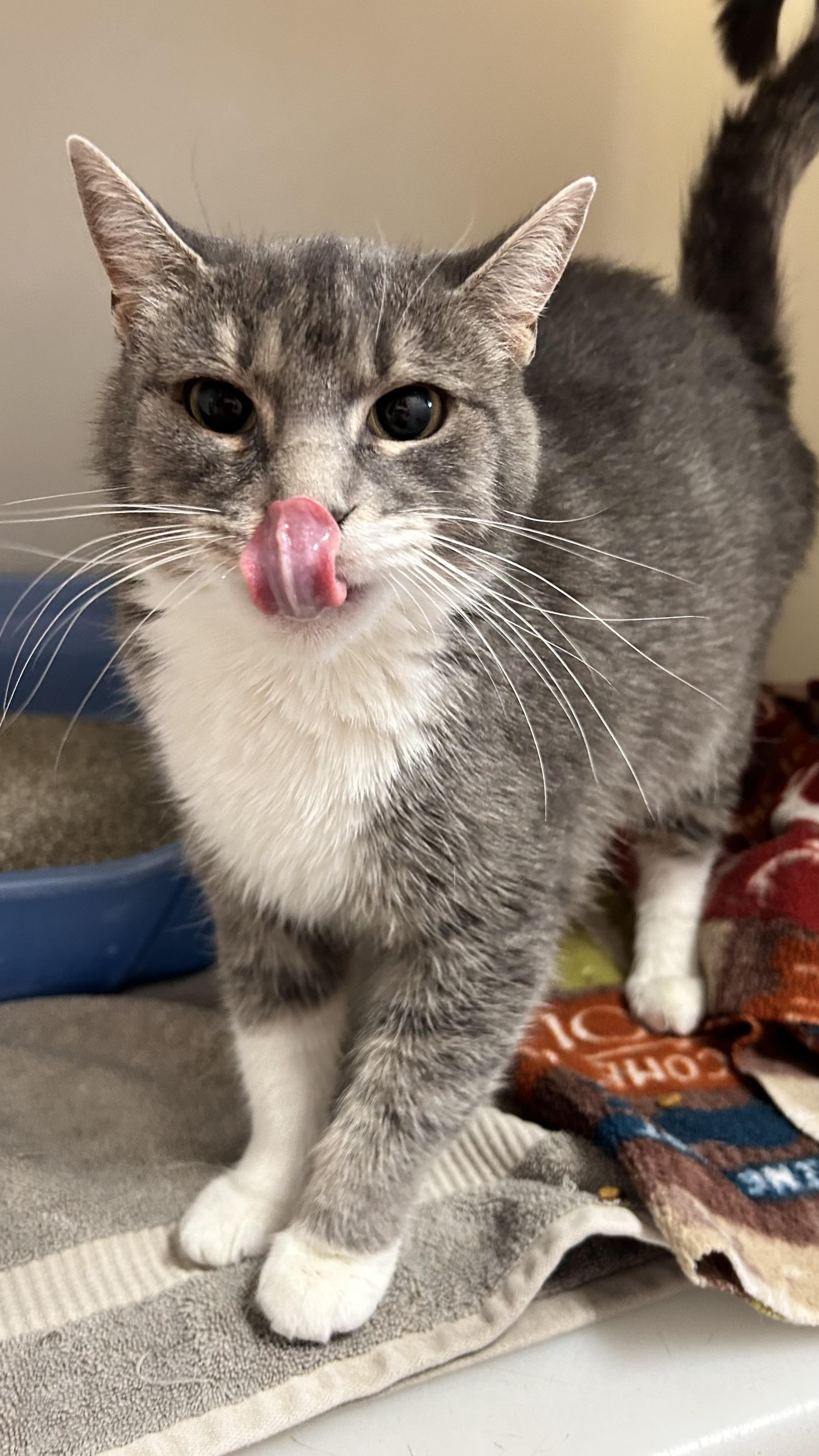Socks , a ADOPTABLE Domestic Short Hair in Howes Cave, NY image 4/6