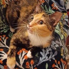 Adriana, an adoptable Tortoiseshell & Calico Mix in Sacramento, CA_image-1