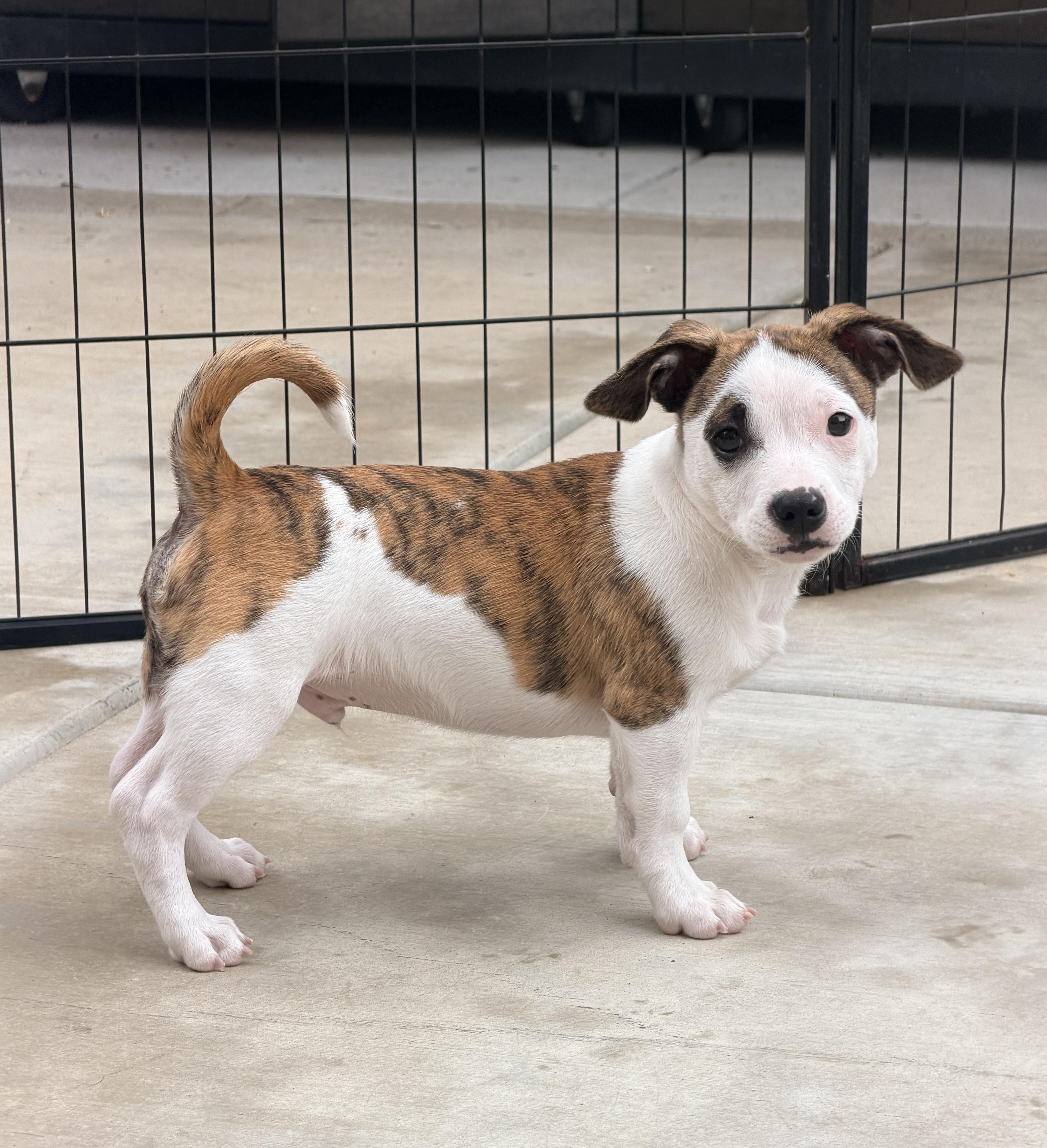 Enlarge Clover, a ADOPTABLE mixed breed in clayton , CA image 1/6