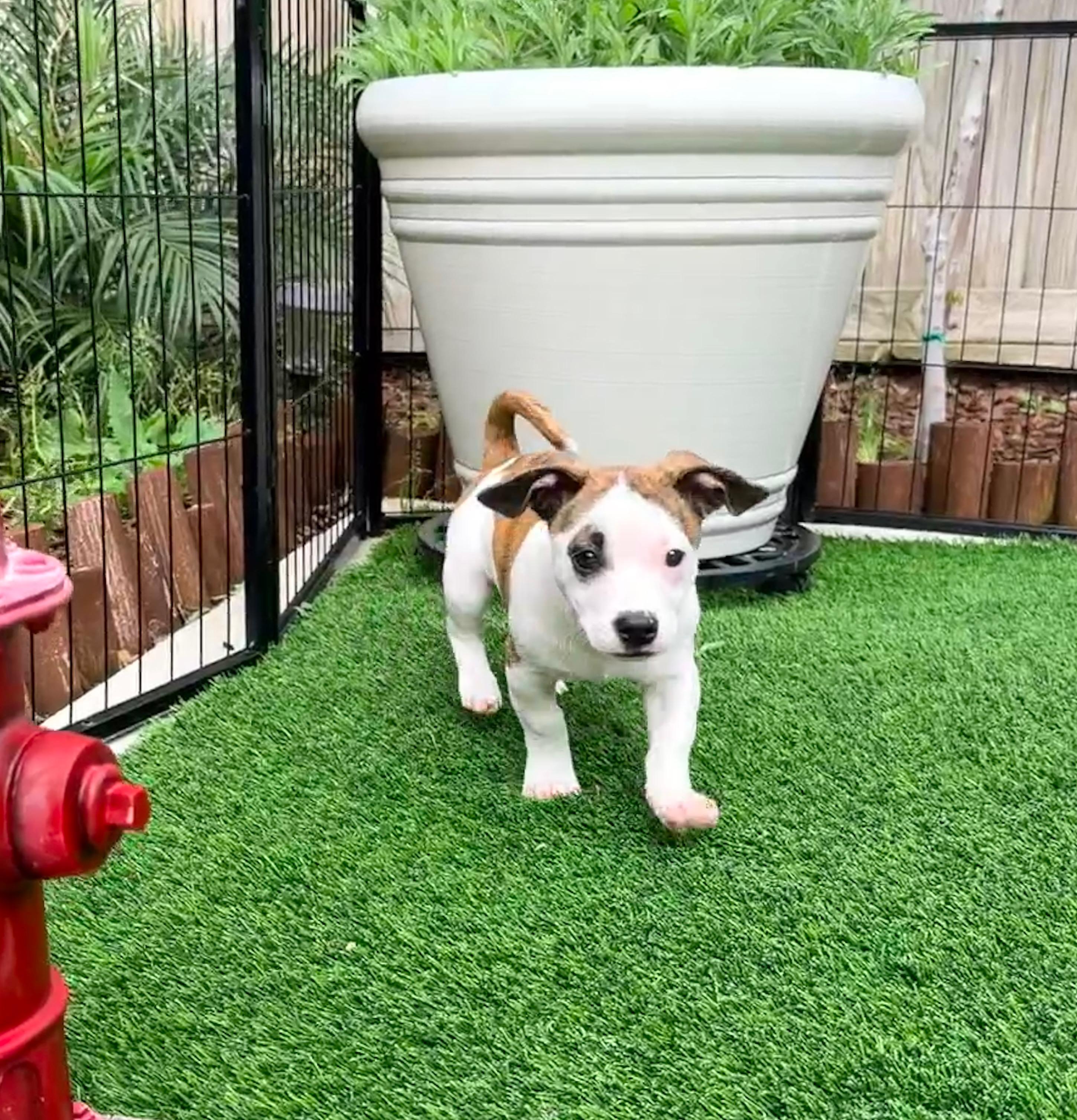 Enlarge Clover, a ADOPTABLE mixed breed in clayton , CA image 5/6