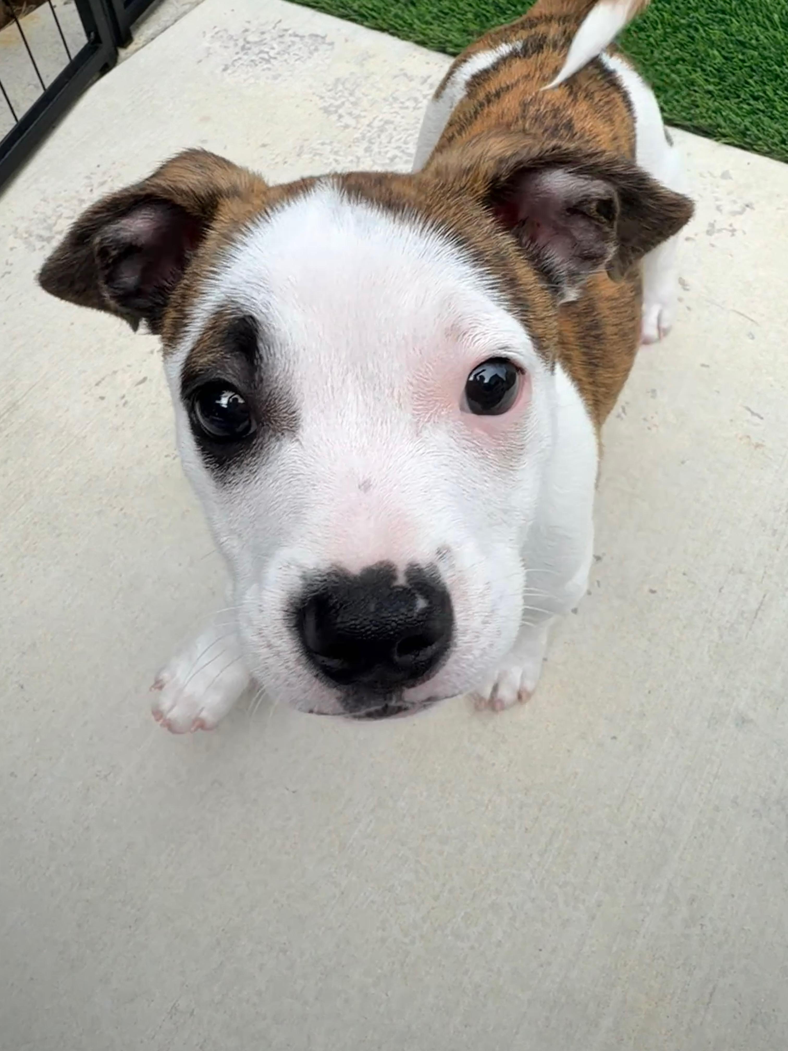 Enlarge Clover, a ADOPTABLE mixed breed in clayton , CA image 4/6