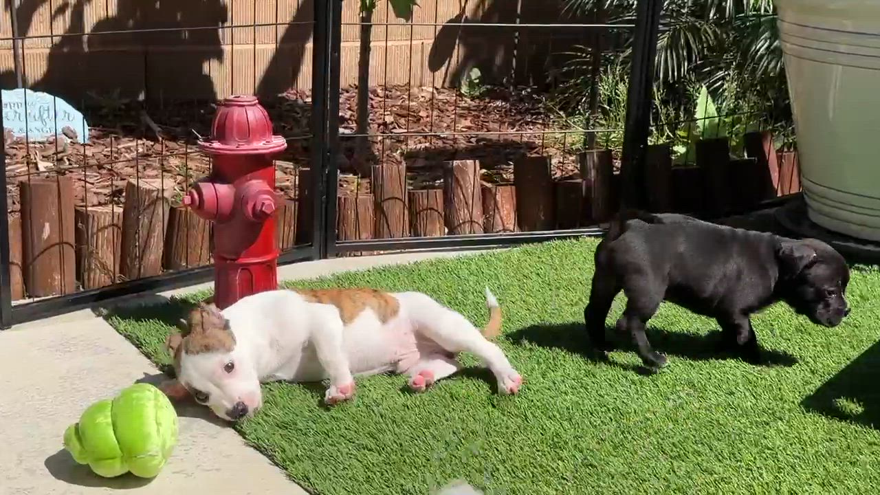 Enlarge Clover, a ADOPTABLE mixed breed in clayton , CA video 6/6